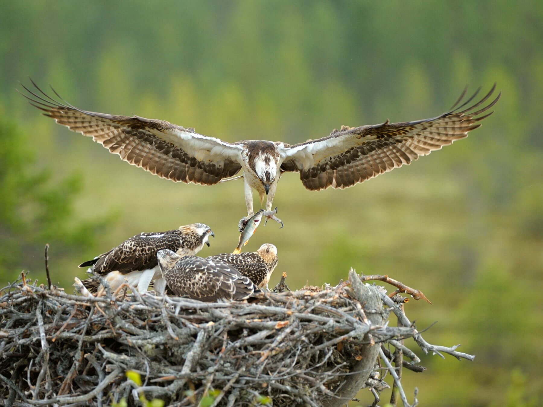 Osprey landing in nest