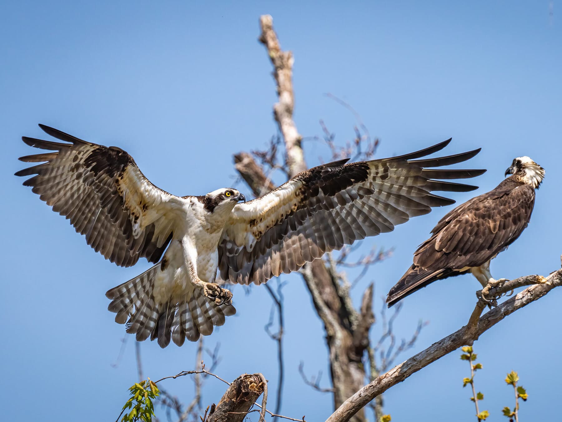 Osprey mating pair