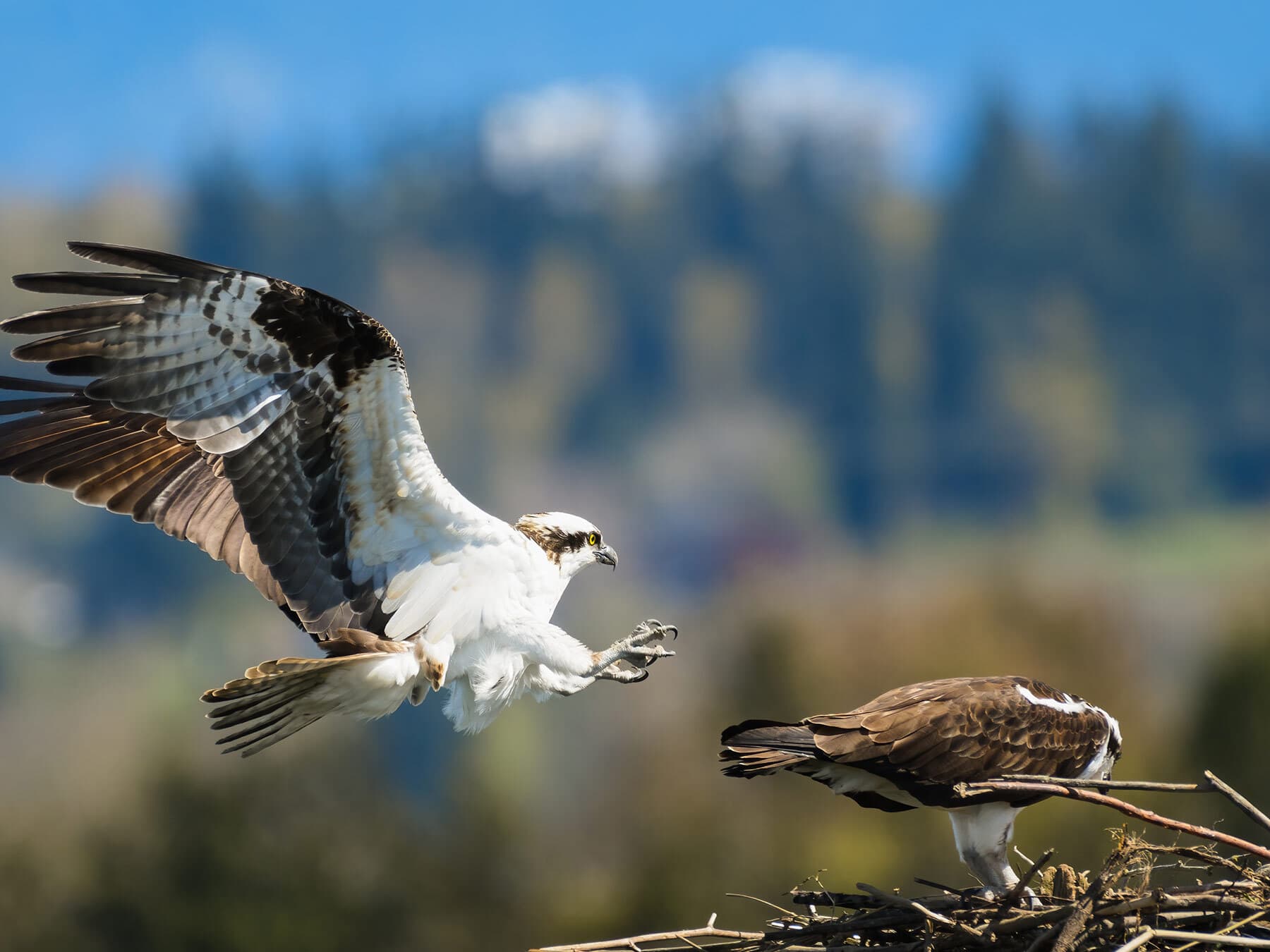 Osprey mating