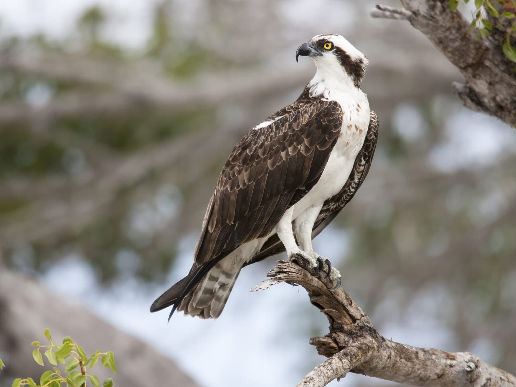Osprey perched