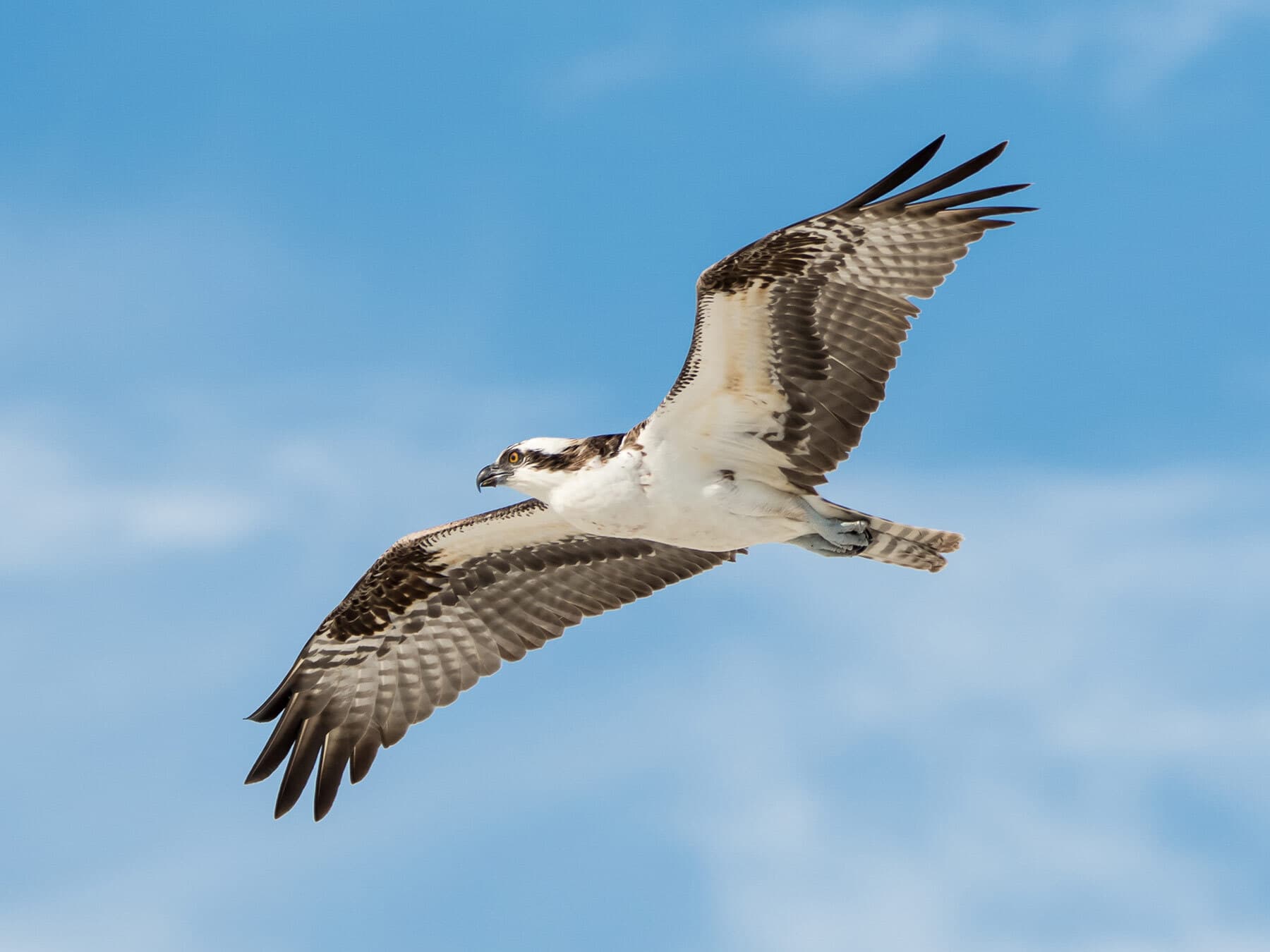 Osprey soaring