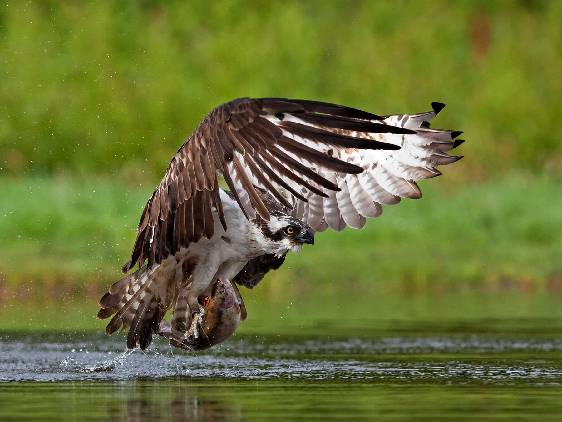 Osprey with captured fish