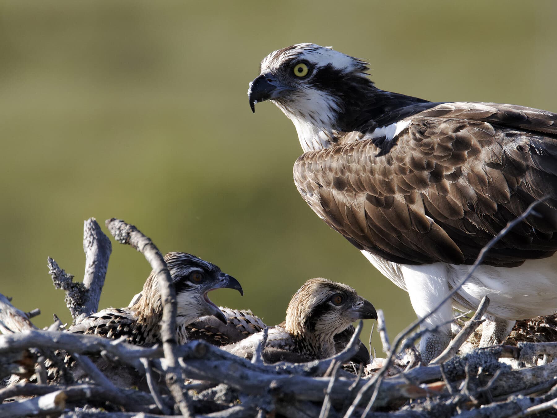 Osprey with chicks