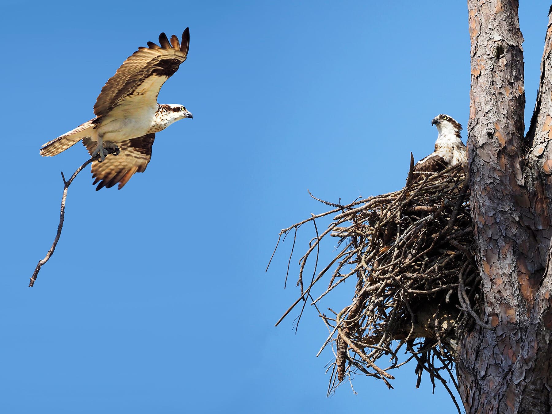 Ospreys building nest