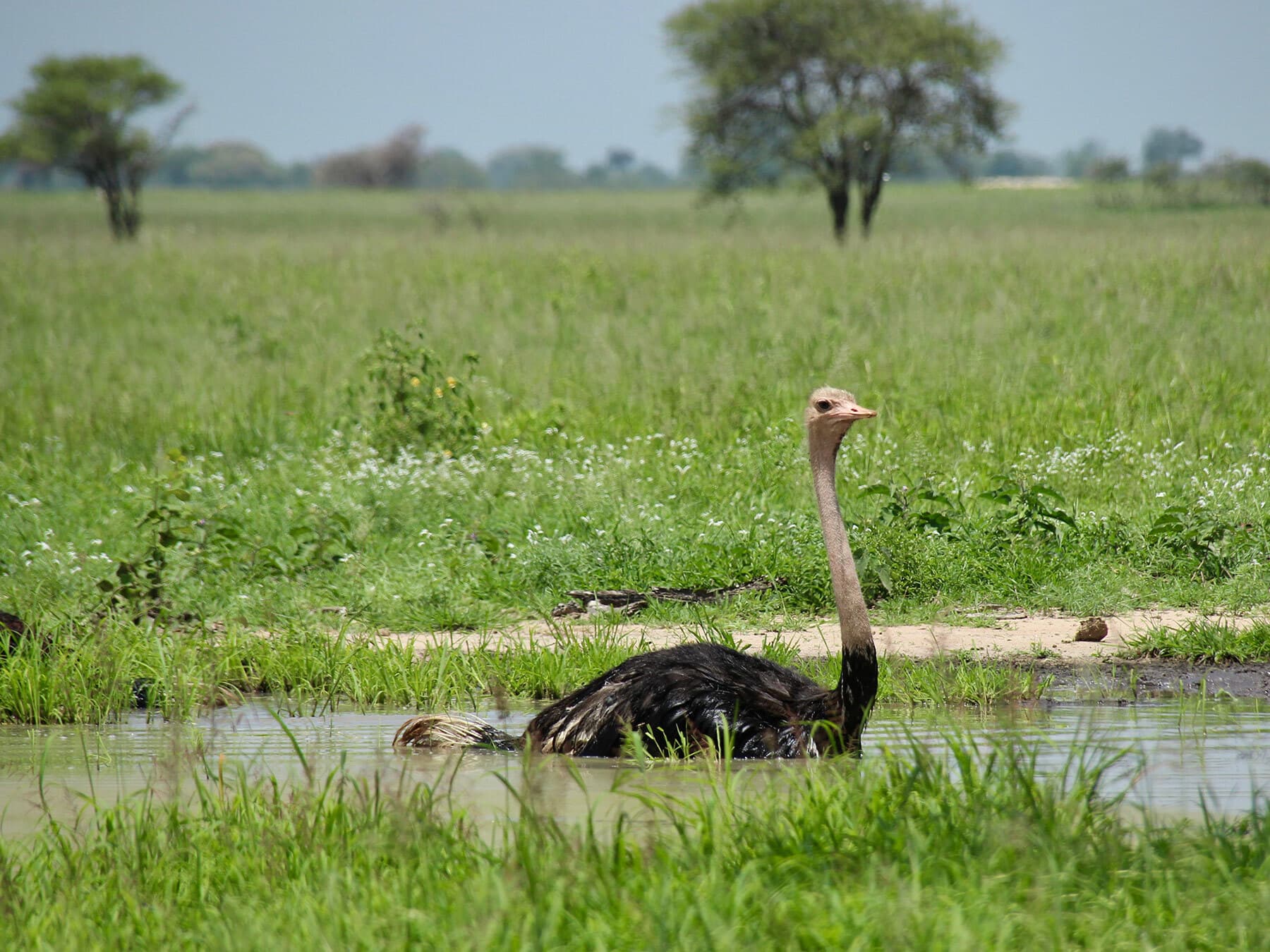 Ostrich cooling