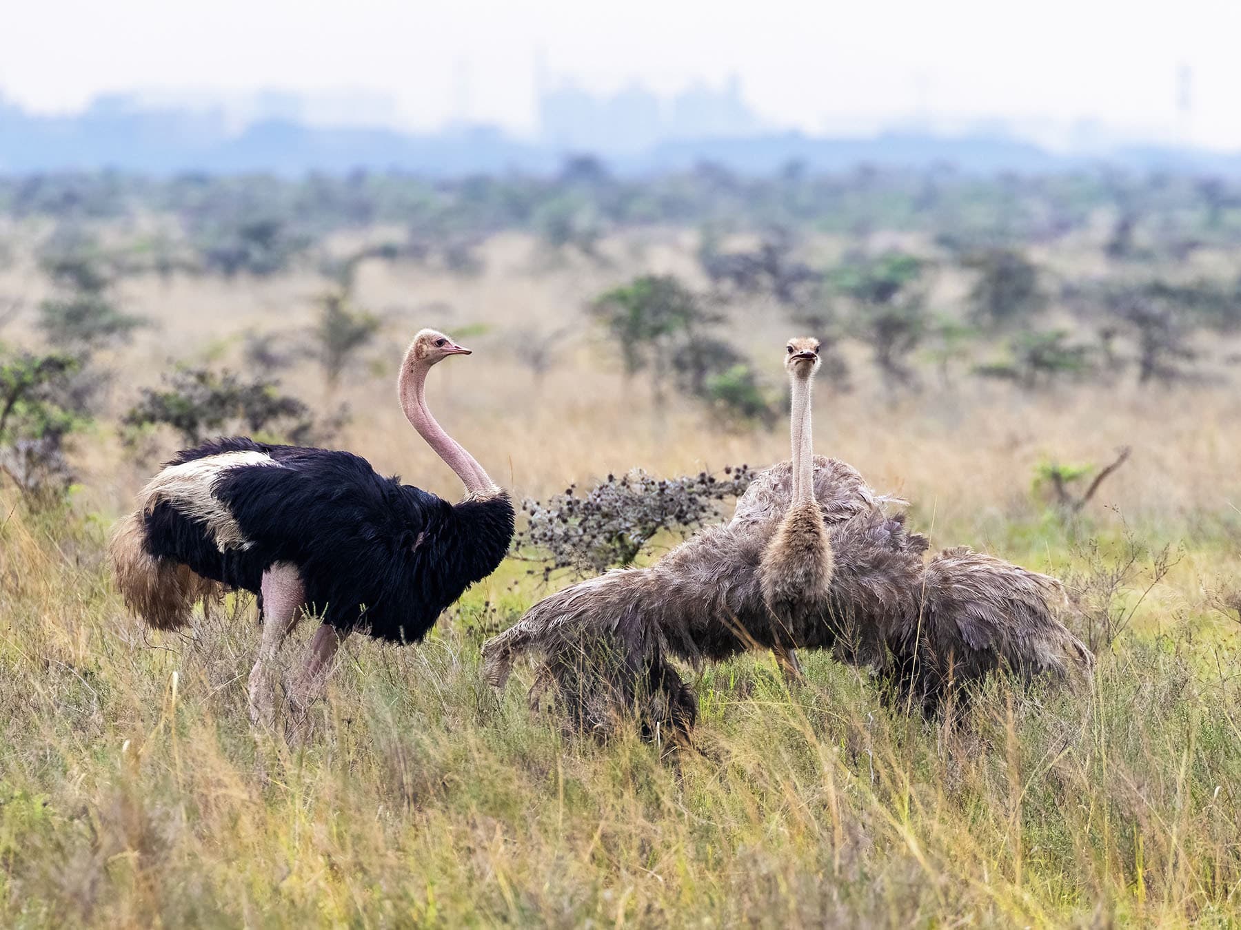 Ostrich courtship