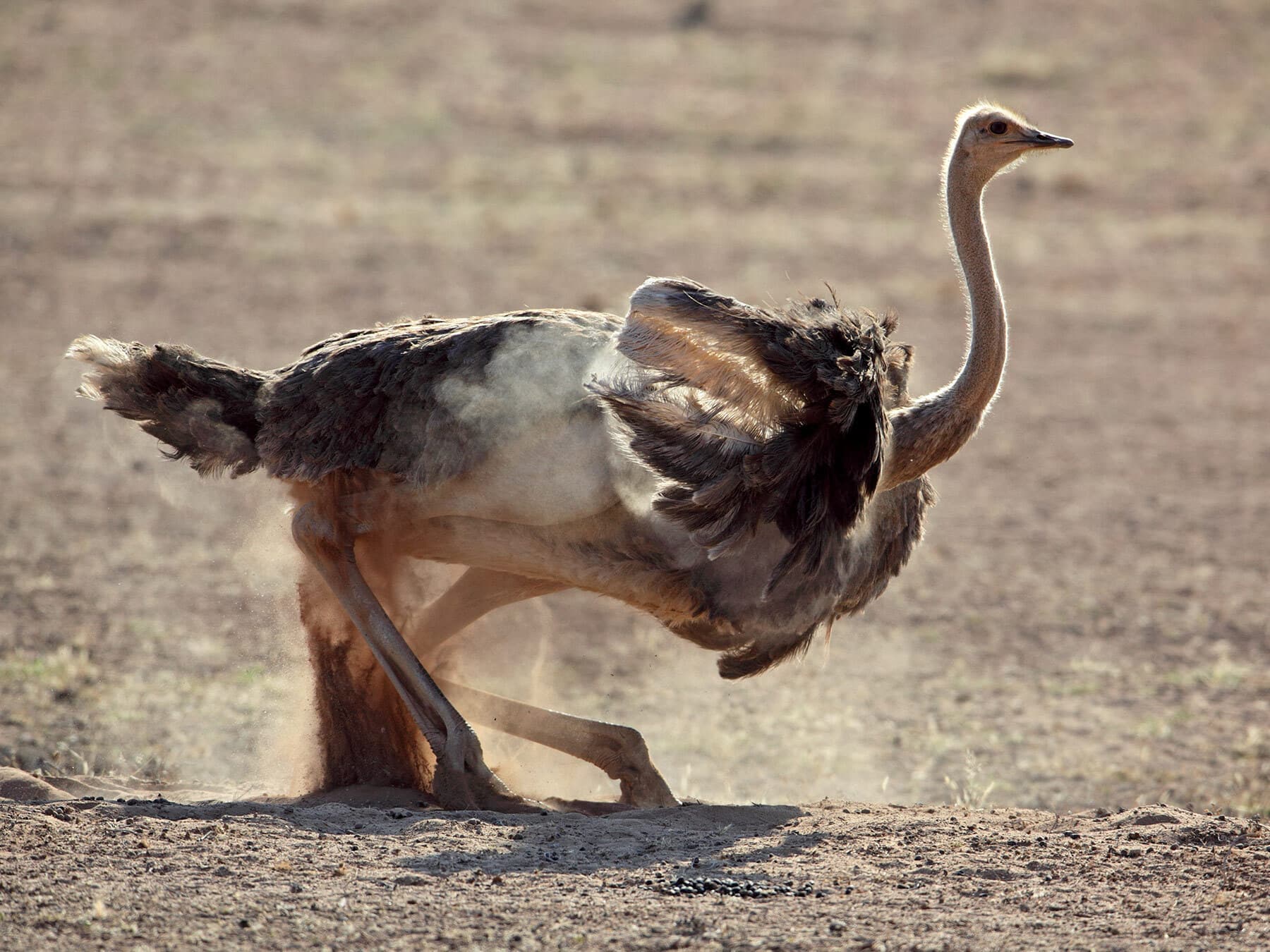 Ostrich dust bath