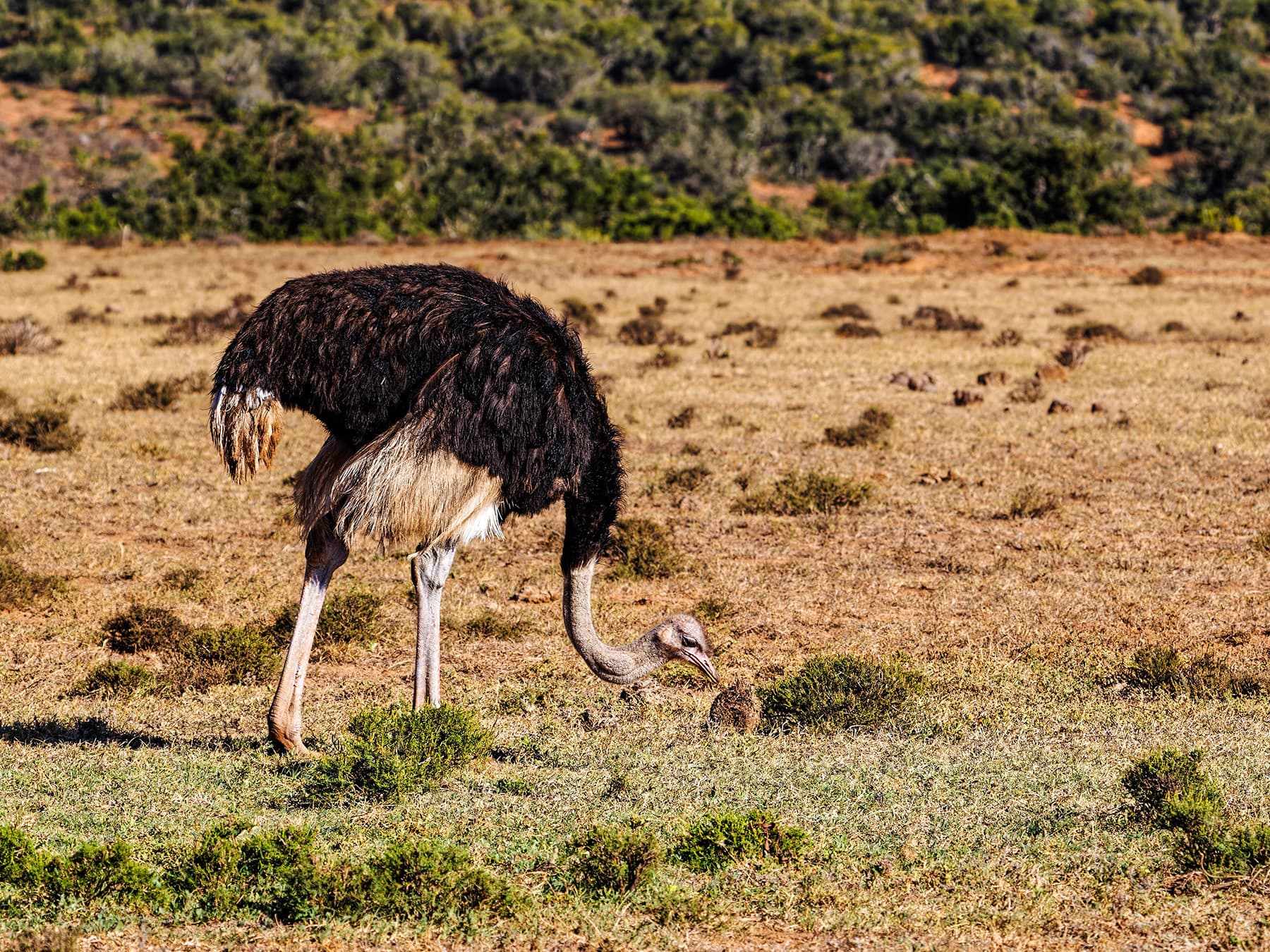 Ostrich feeding ground