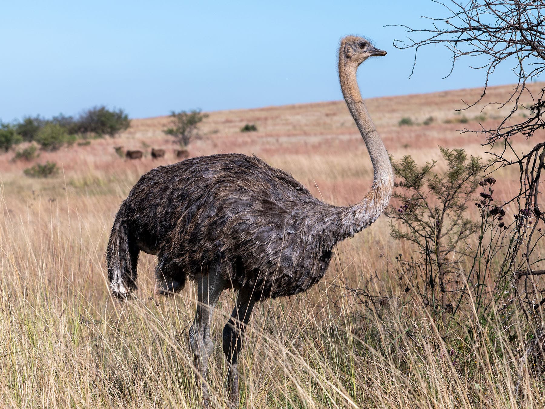 Ostrich female