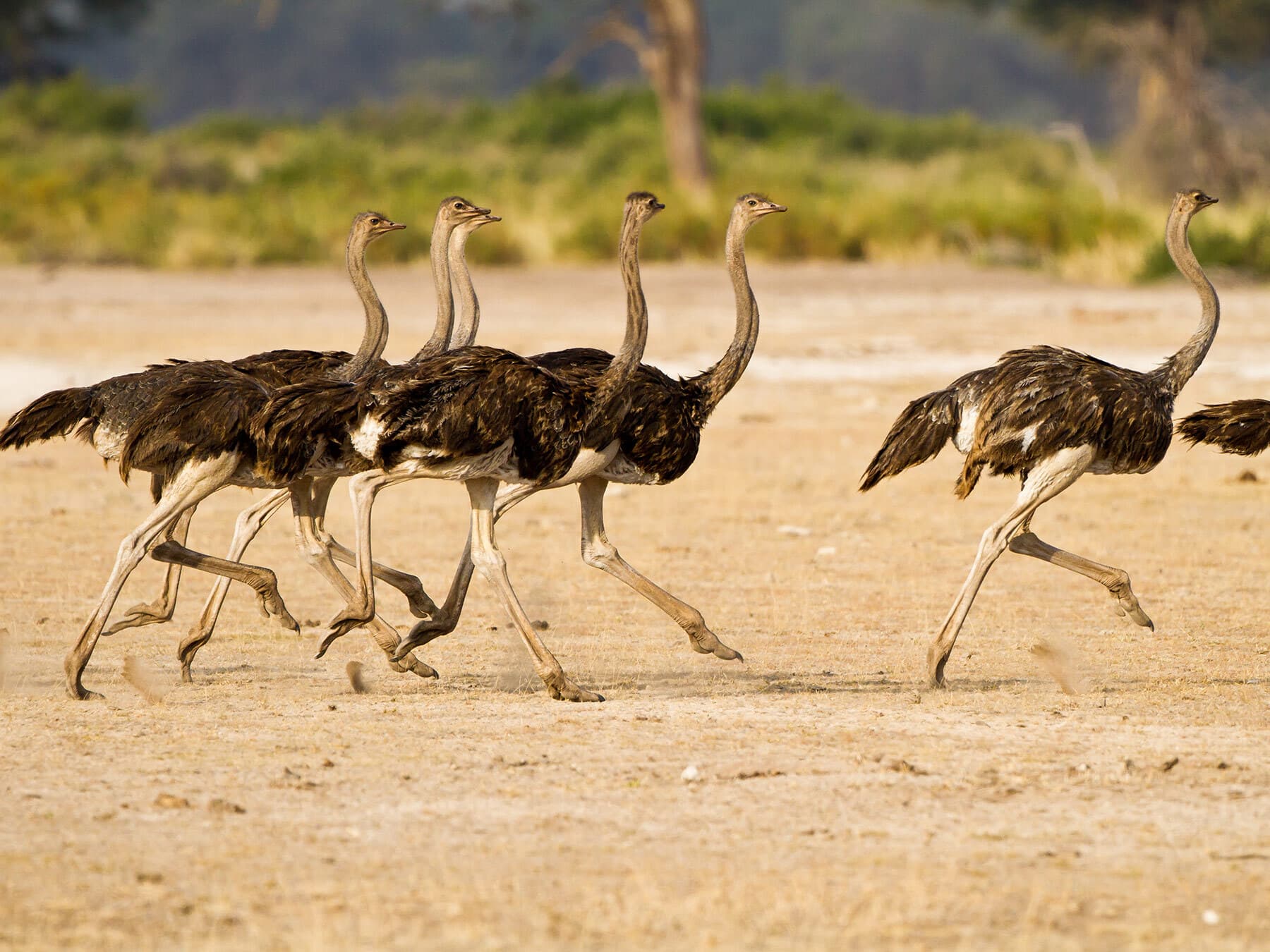 Ostrich flock running