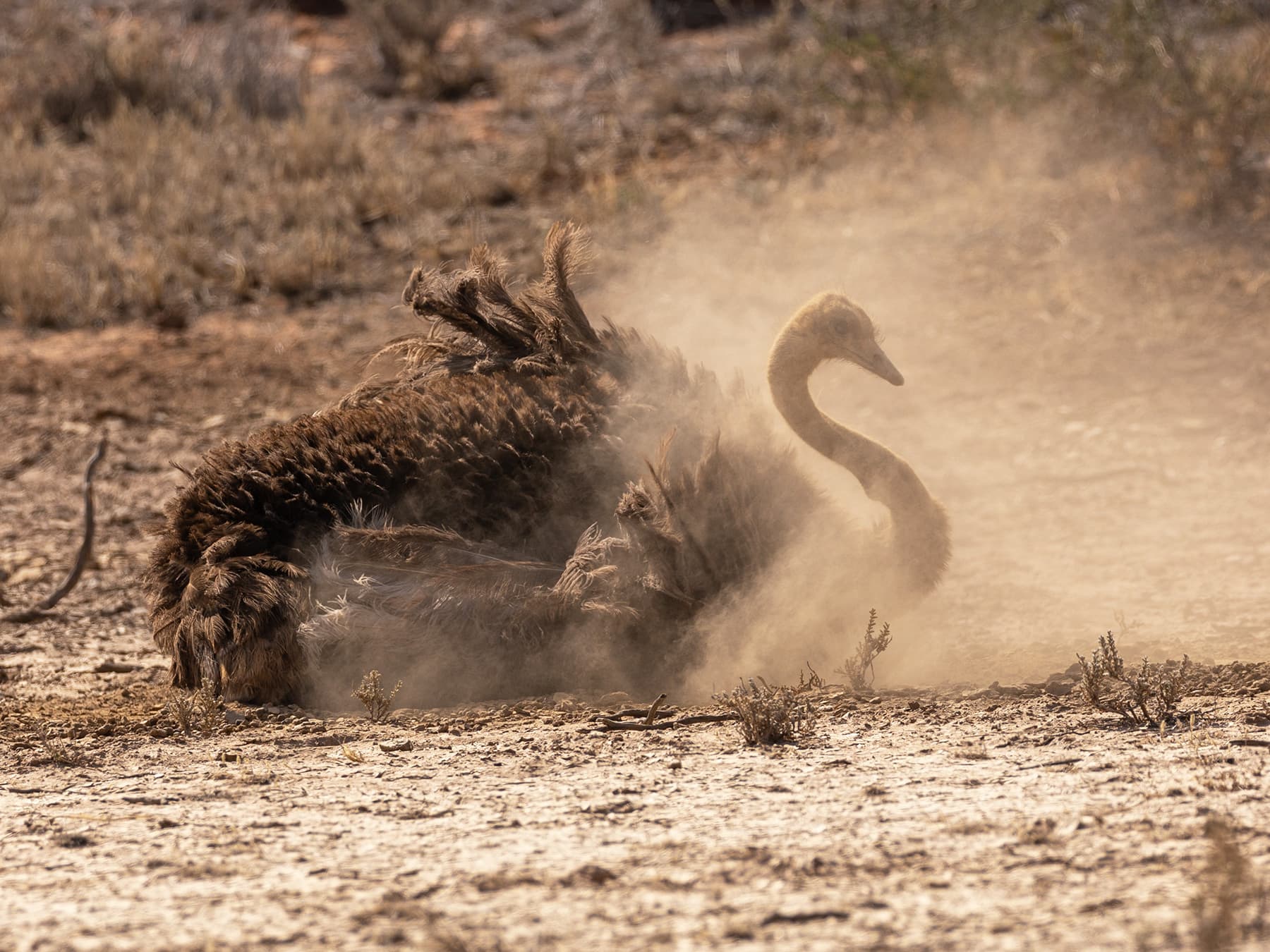 Ostrich having a dirt bath