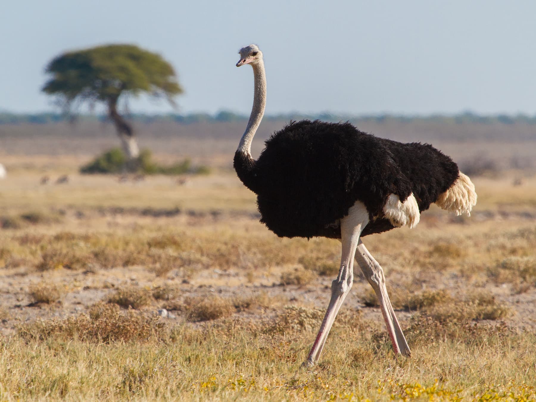 Ostrich myth