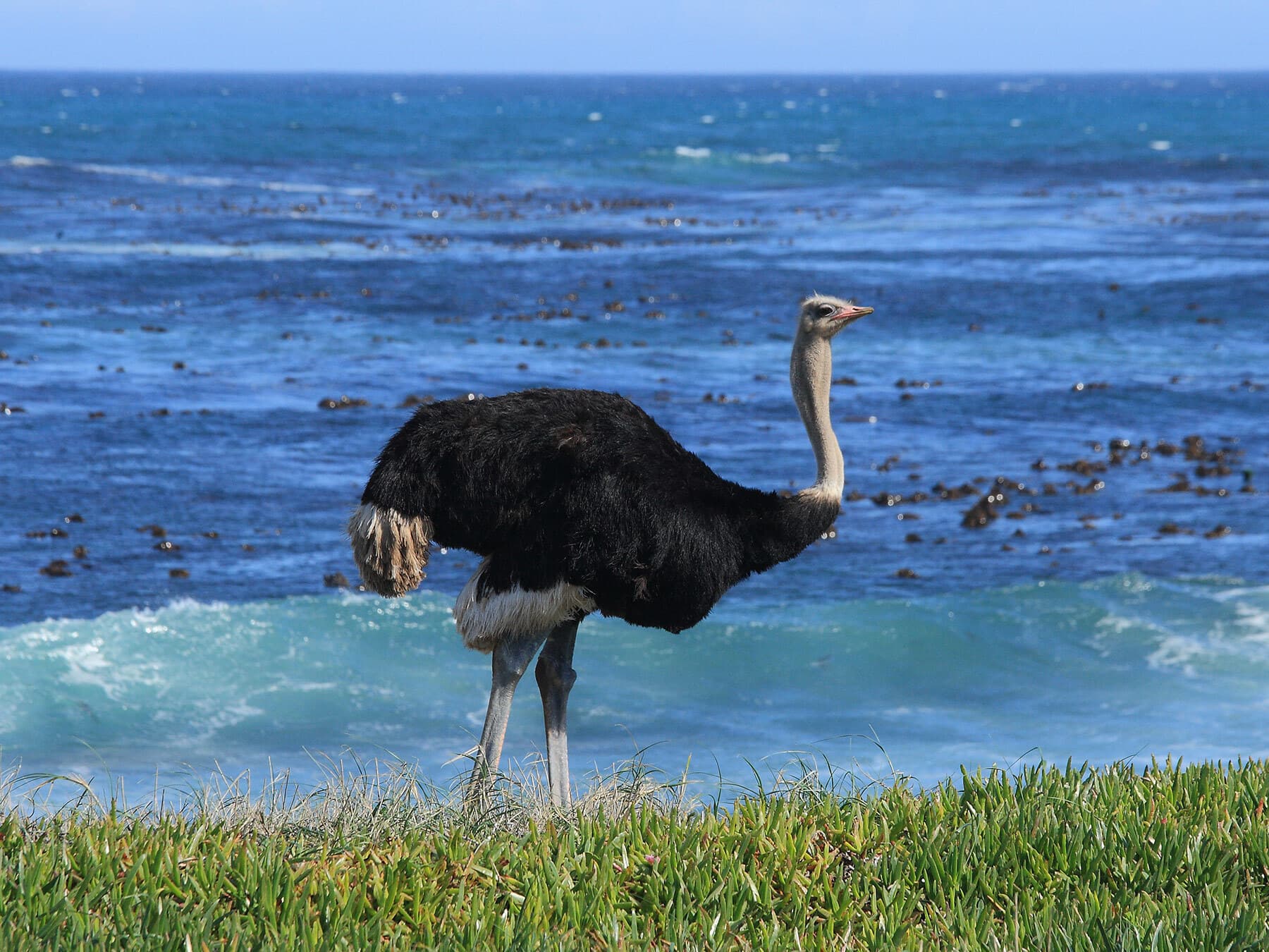 Ostrich near sea