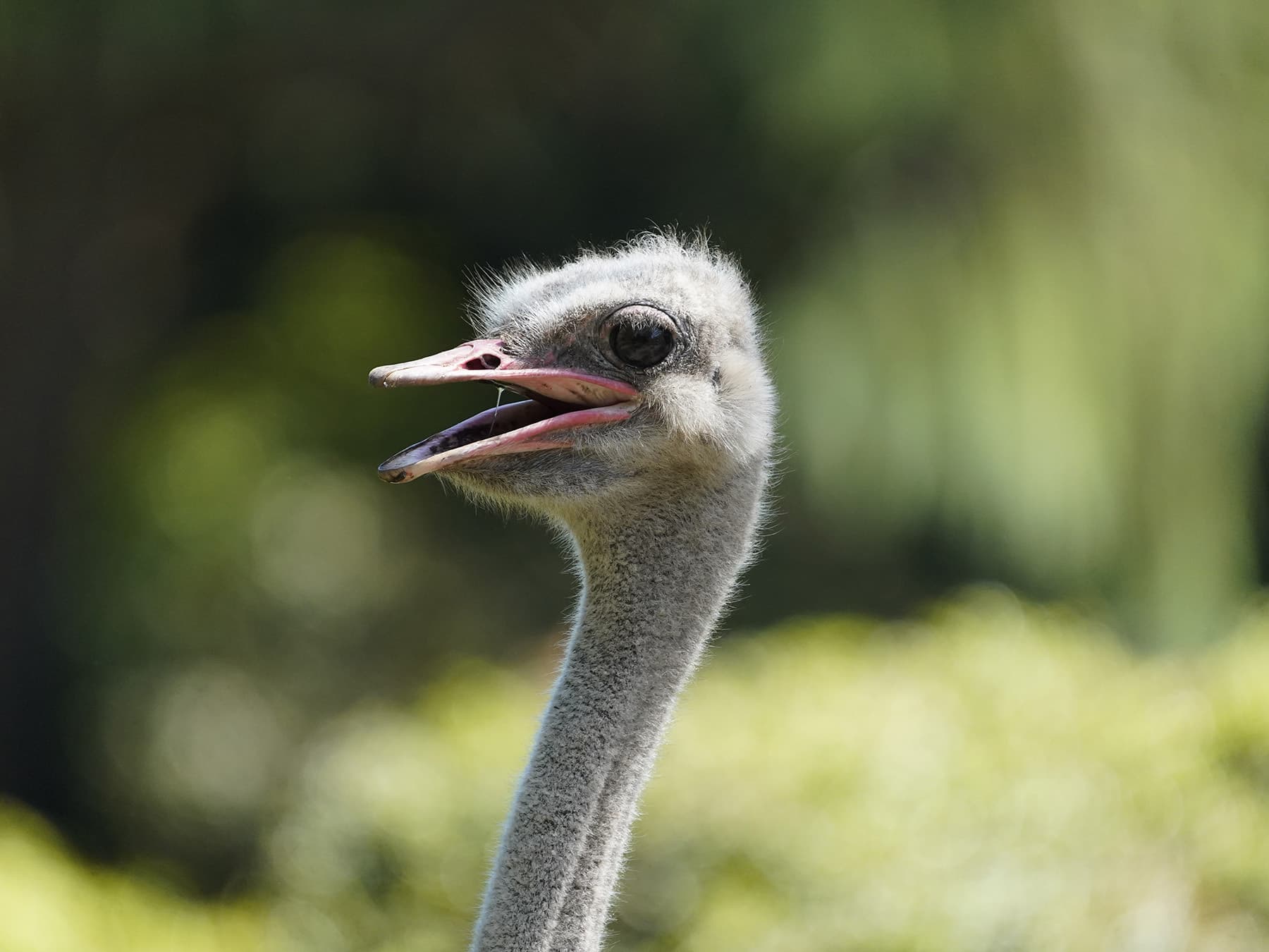 Ostrich portrait