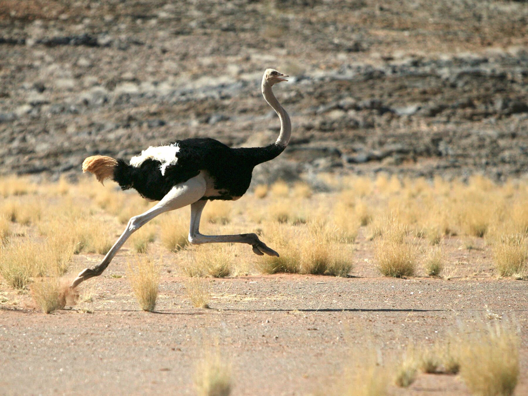 Ostrich running