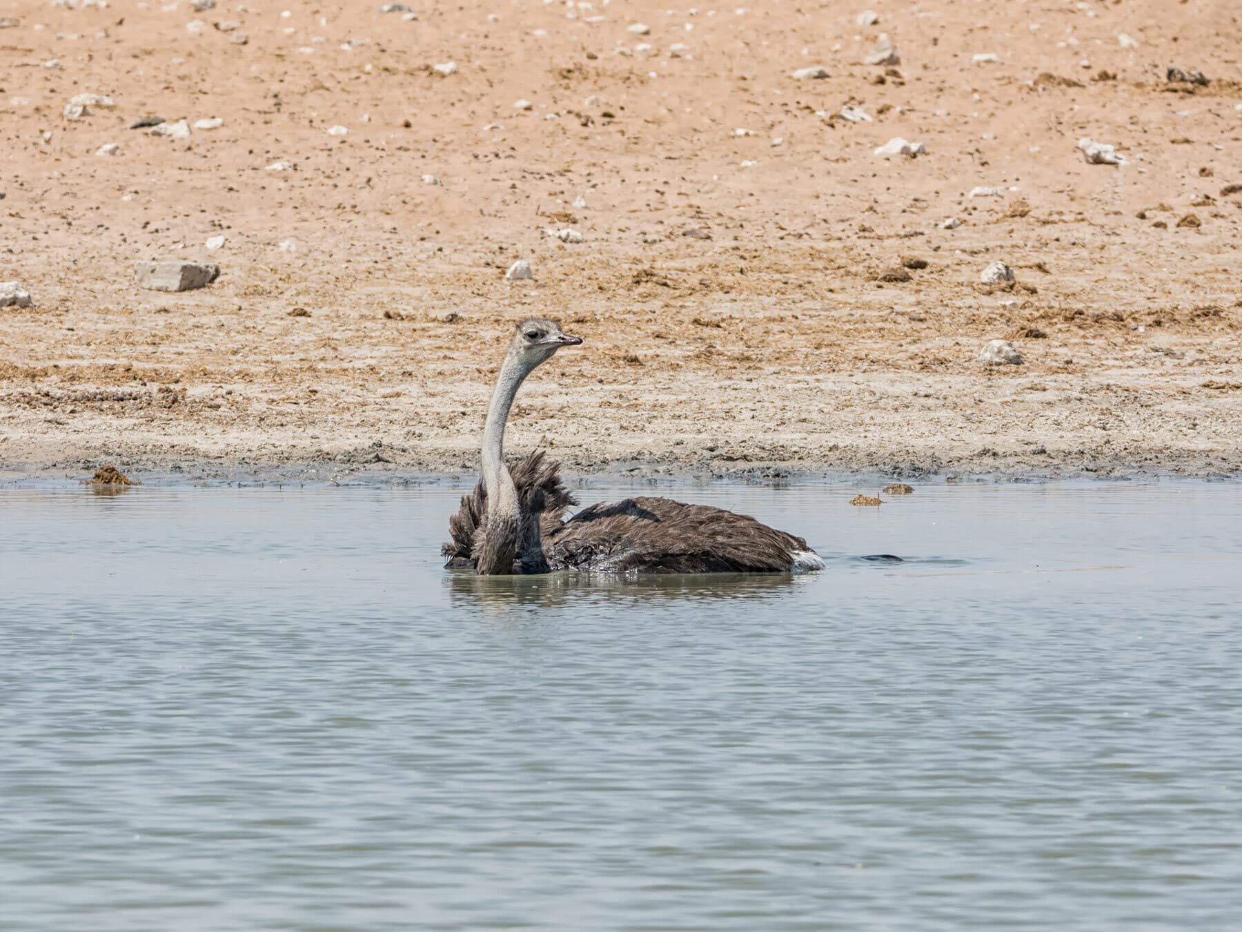 Ostrich swimming