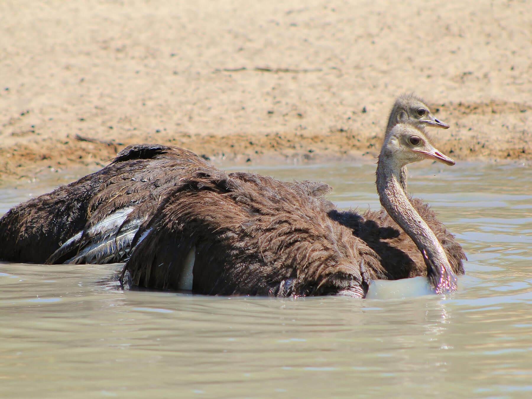 Ostriches bathing
