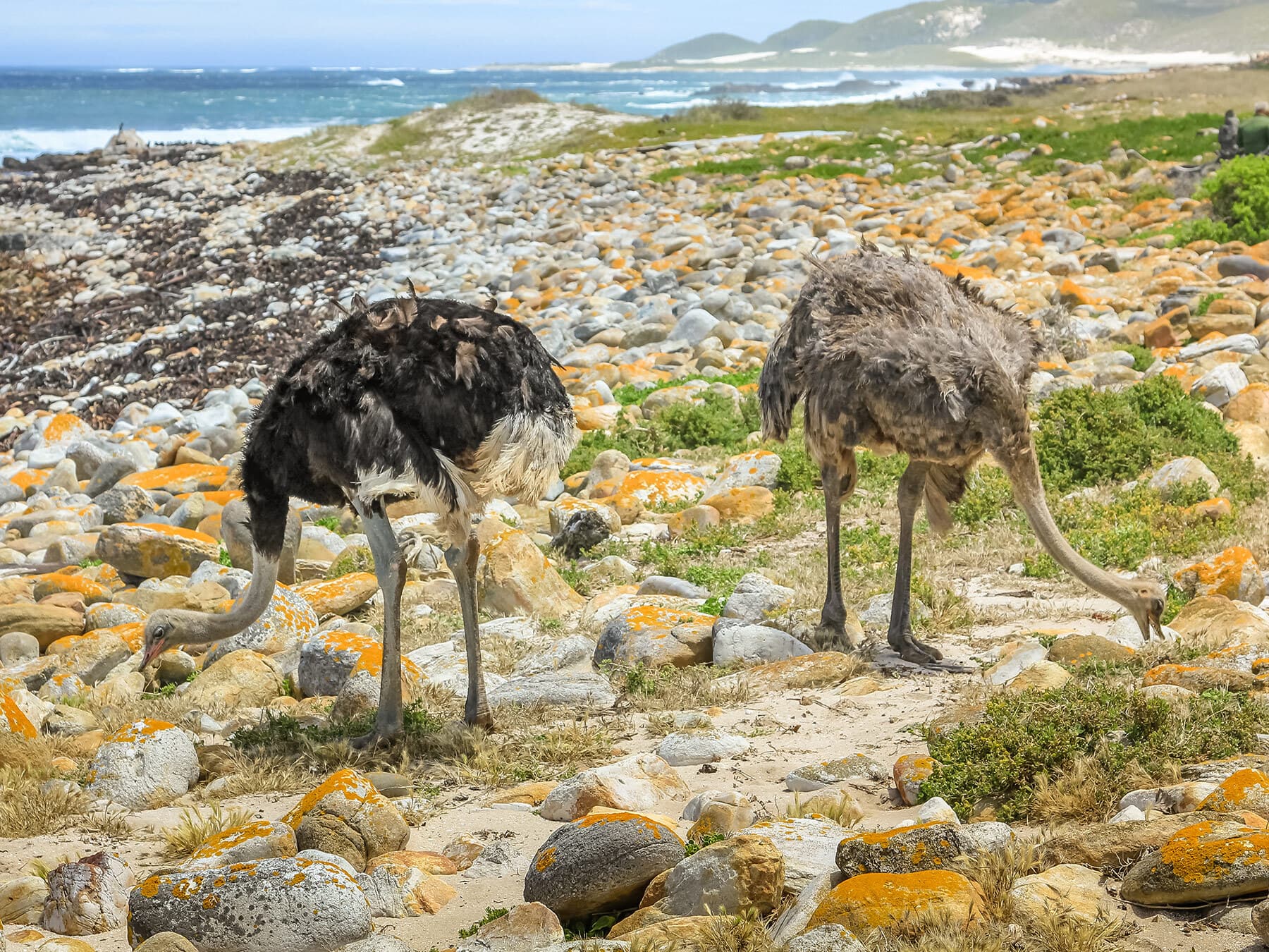 Ostriches foraging for food