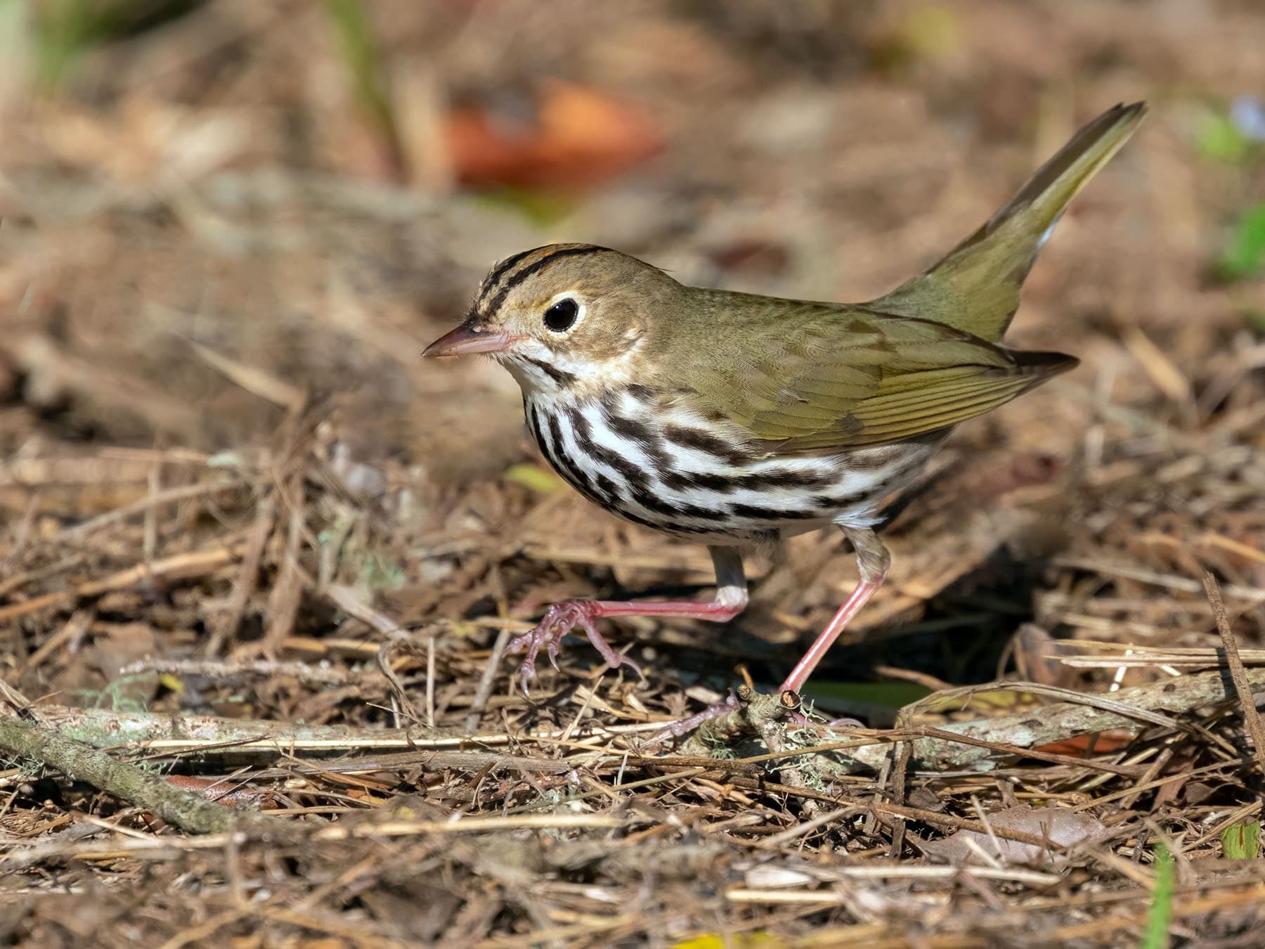 Ovenbird foraging on the ground