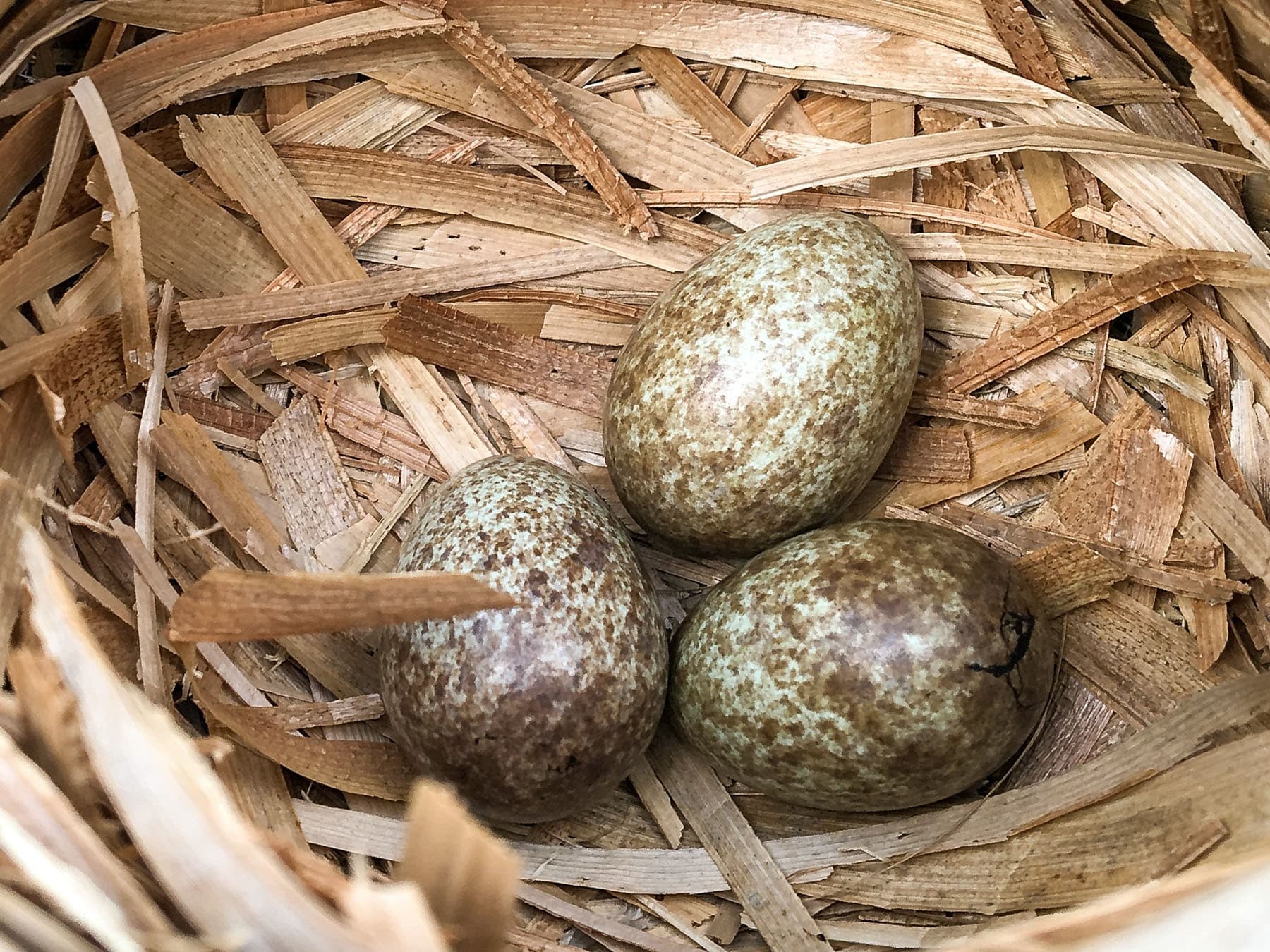 Ovenbird nest with three eggs