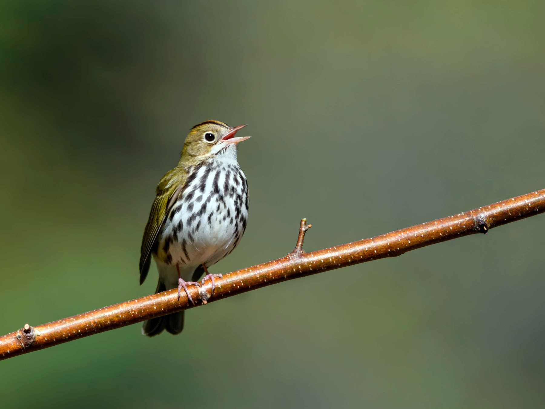 Ovenbird perched on a branch singing