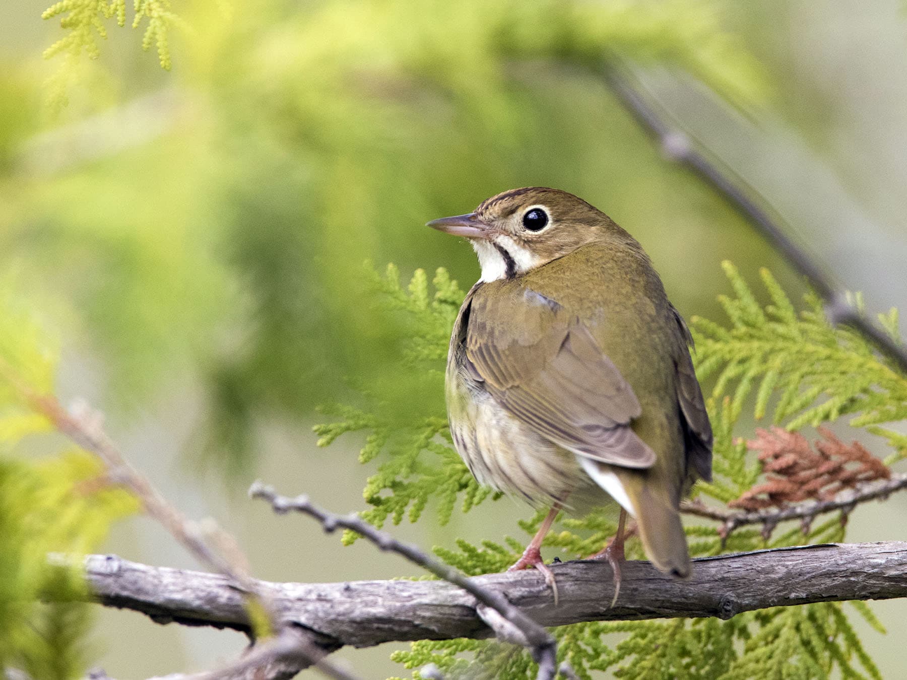Ovenbird perched in natural habitat