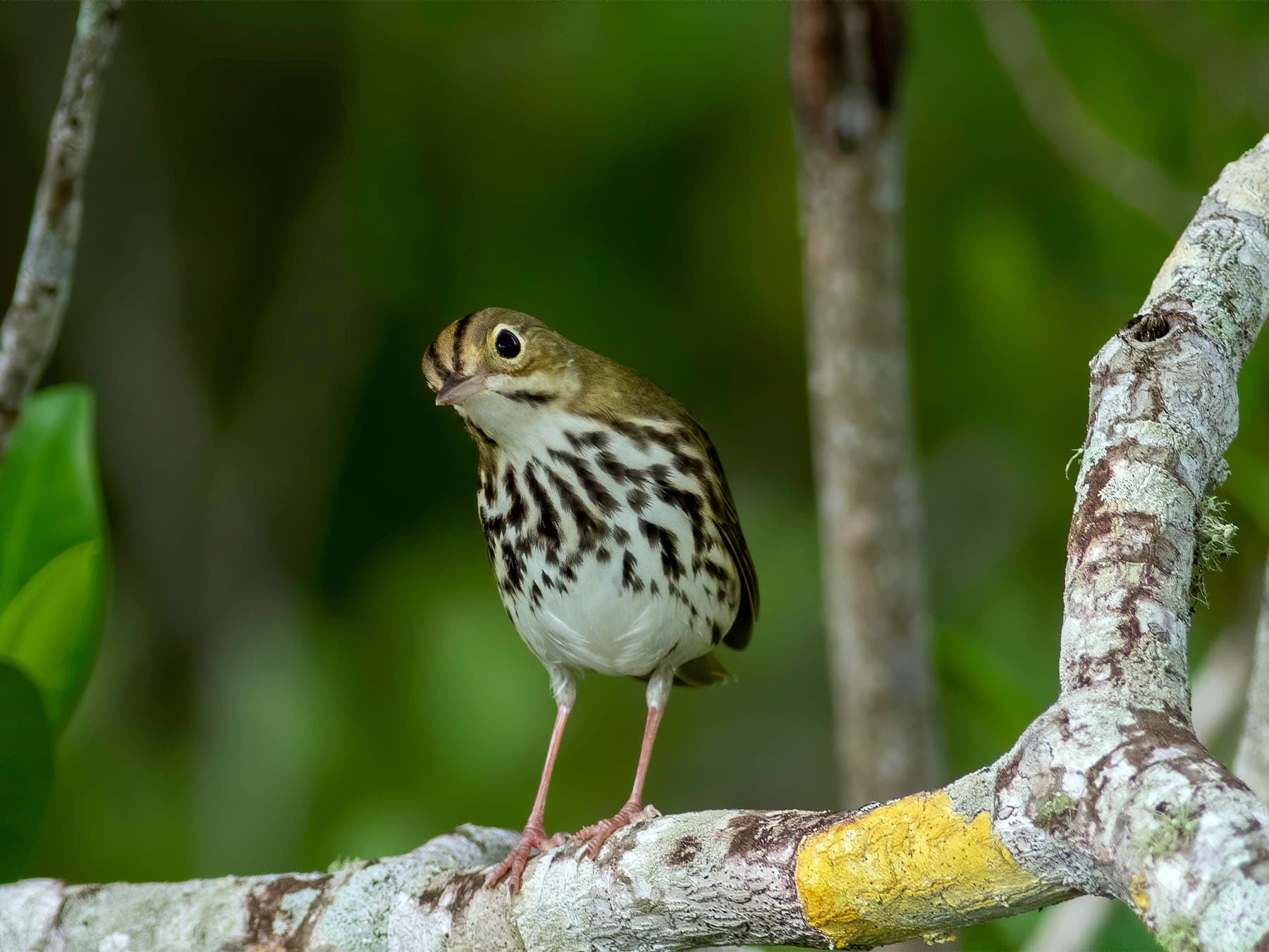 Ovenbird perching in a tree