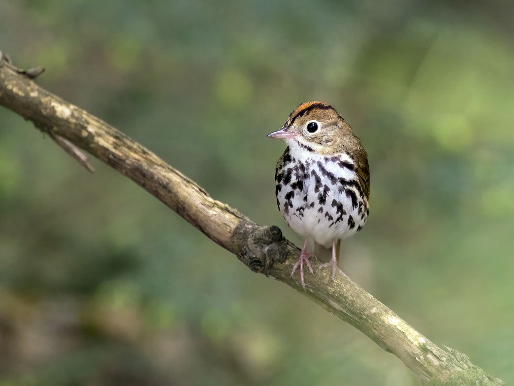 Ovenbird sitting on a branch