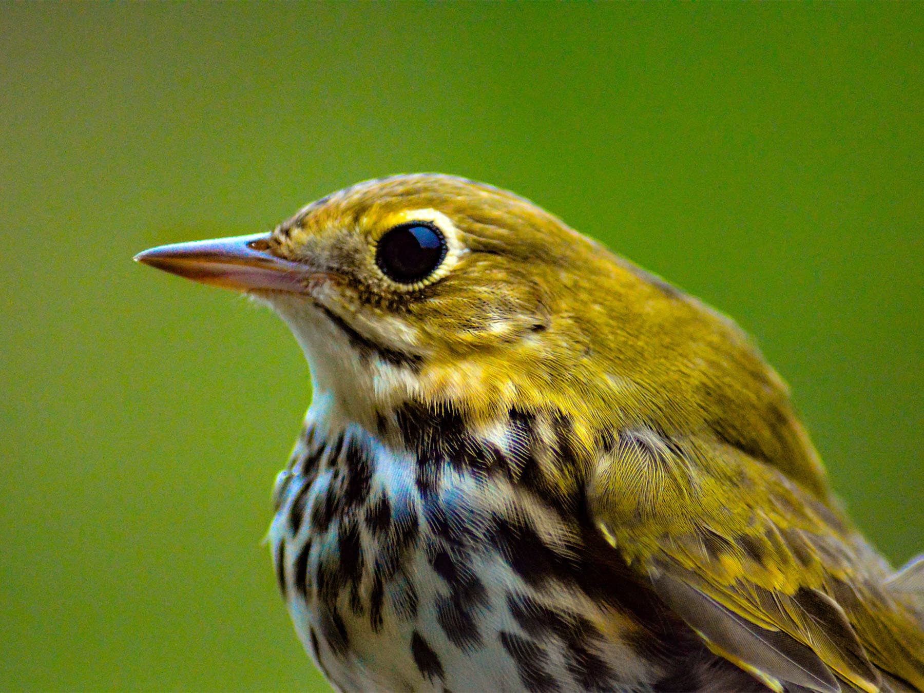 Portrait of an Ovenbird