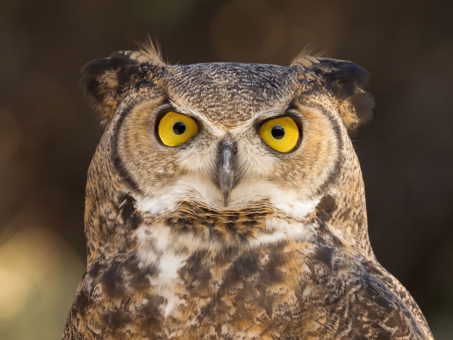 Owl face