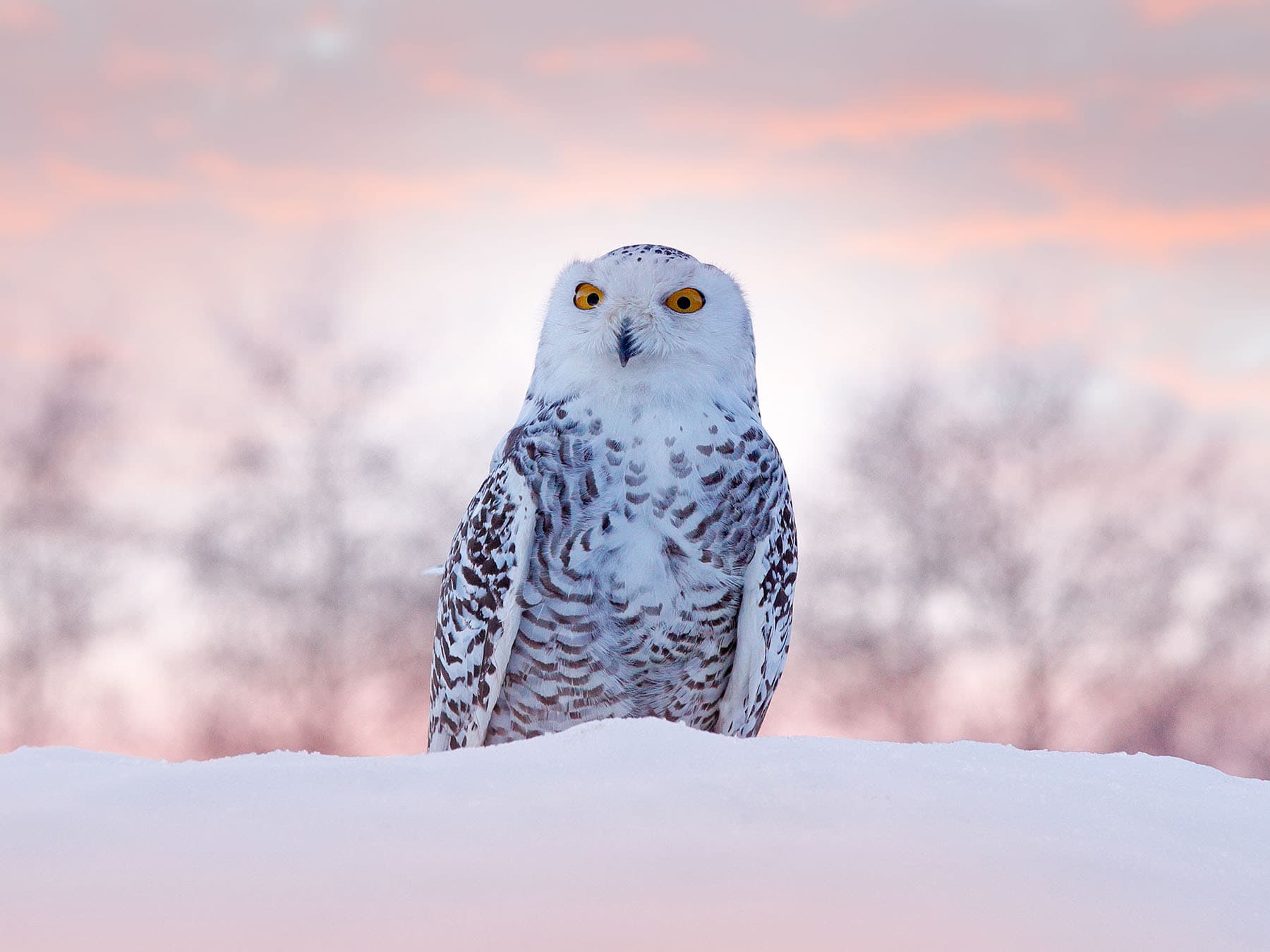 Alaska's Owls: A Guide to 10 Species (With Identification Tips)