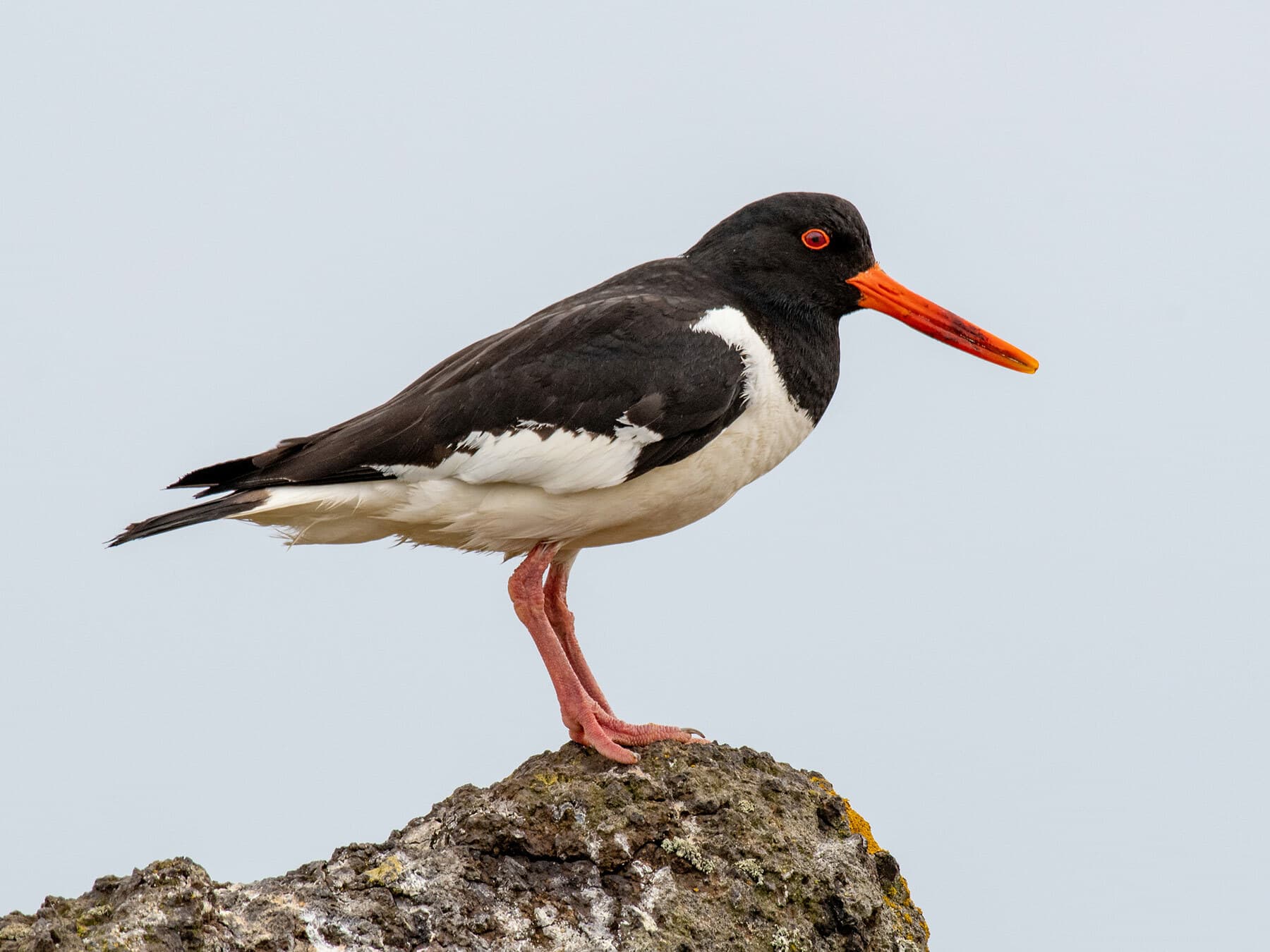 Close up of an Oystercatcher