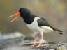 Eurasian Oystercatcher