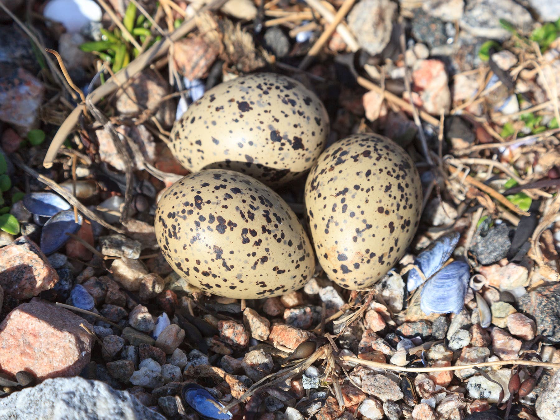 Close up of an Oystercatcher nest with three eggs inside