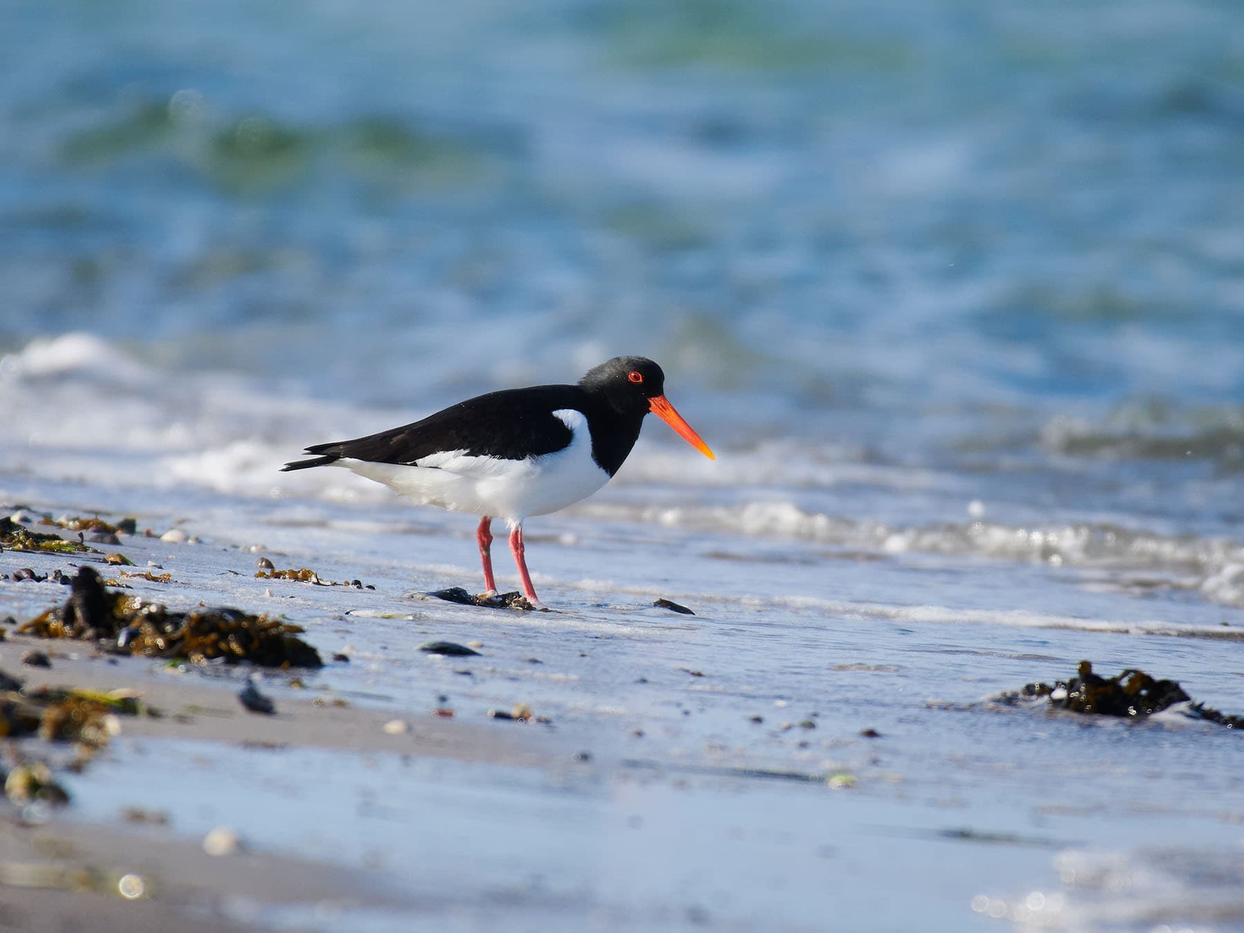 Sandy beaches are a common habitat for Oystercatchers