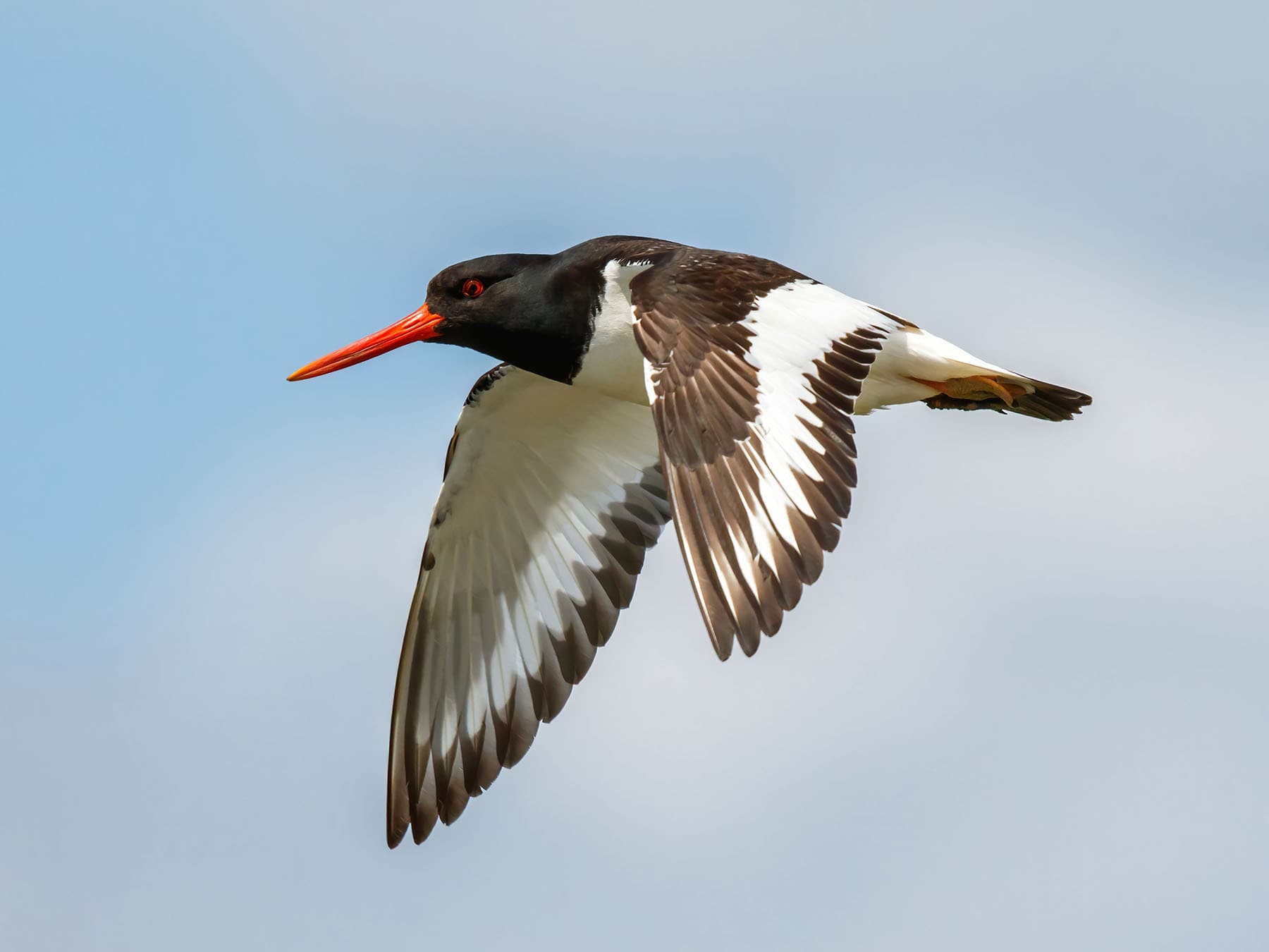 Oystercatcher in flight