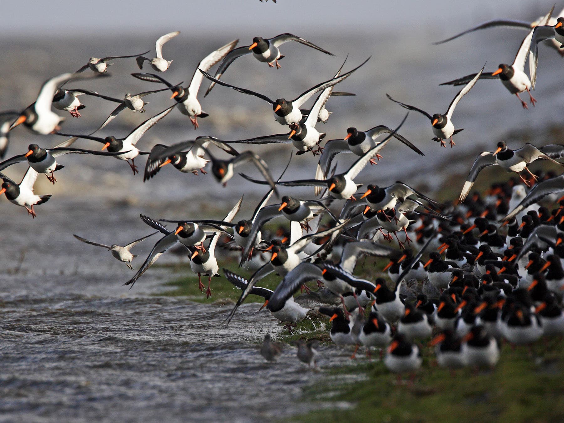 A large flock of Oystercatchers