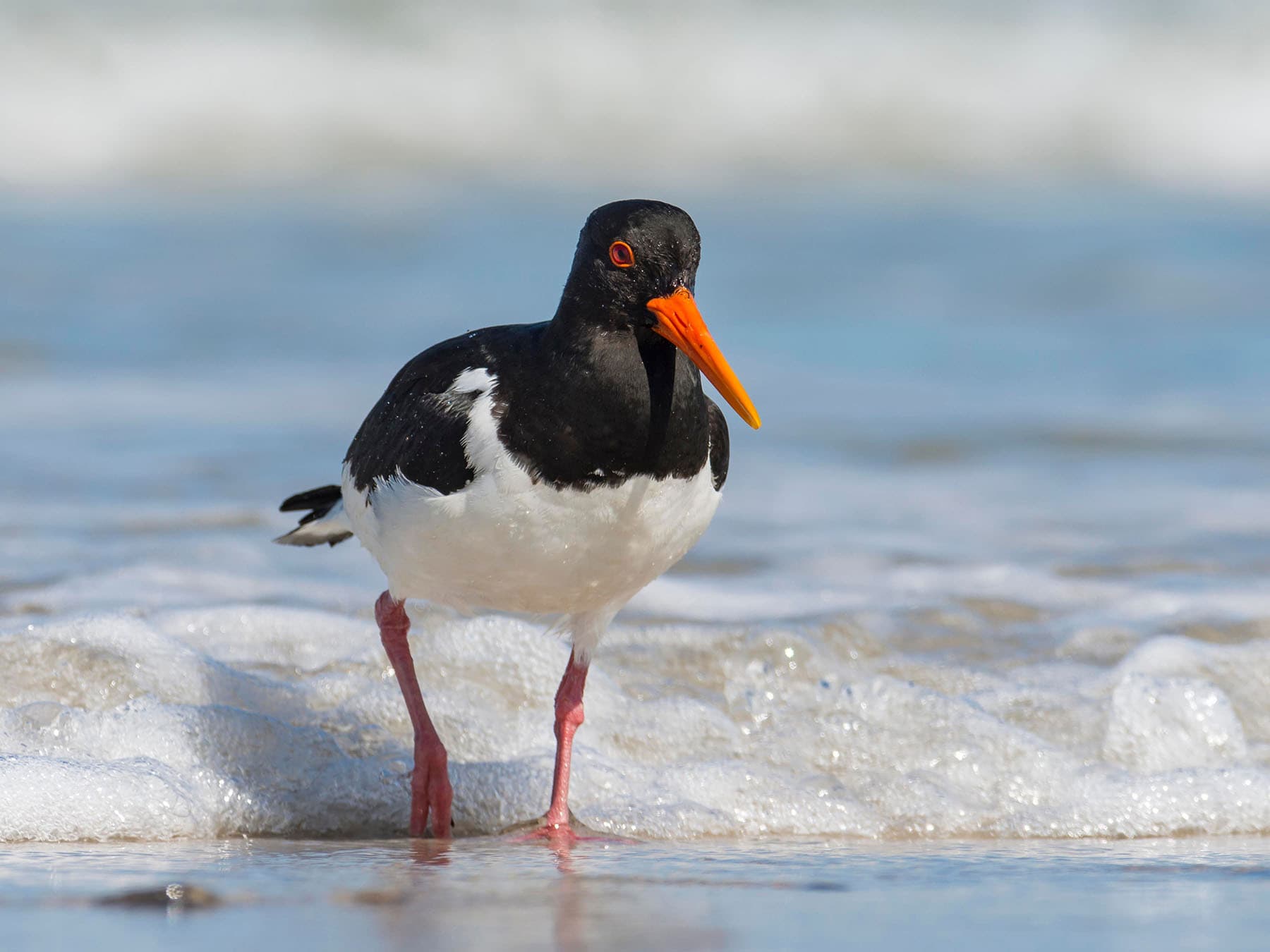 Oystercatcher walking out of sea, on the beach