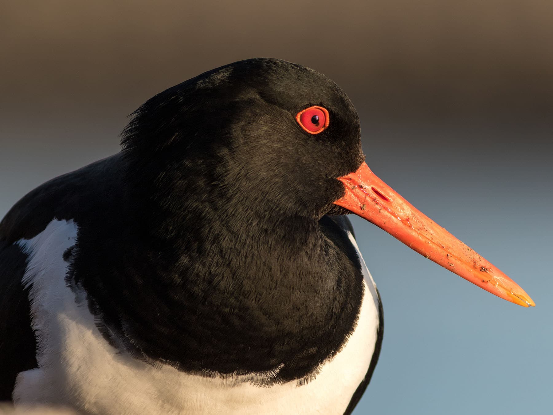 Close up portrait of a Pied Oystercatcher