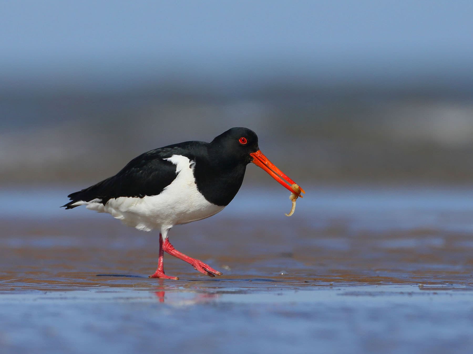 Oystercatcher with prey in beak