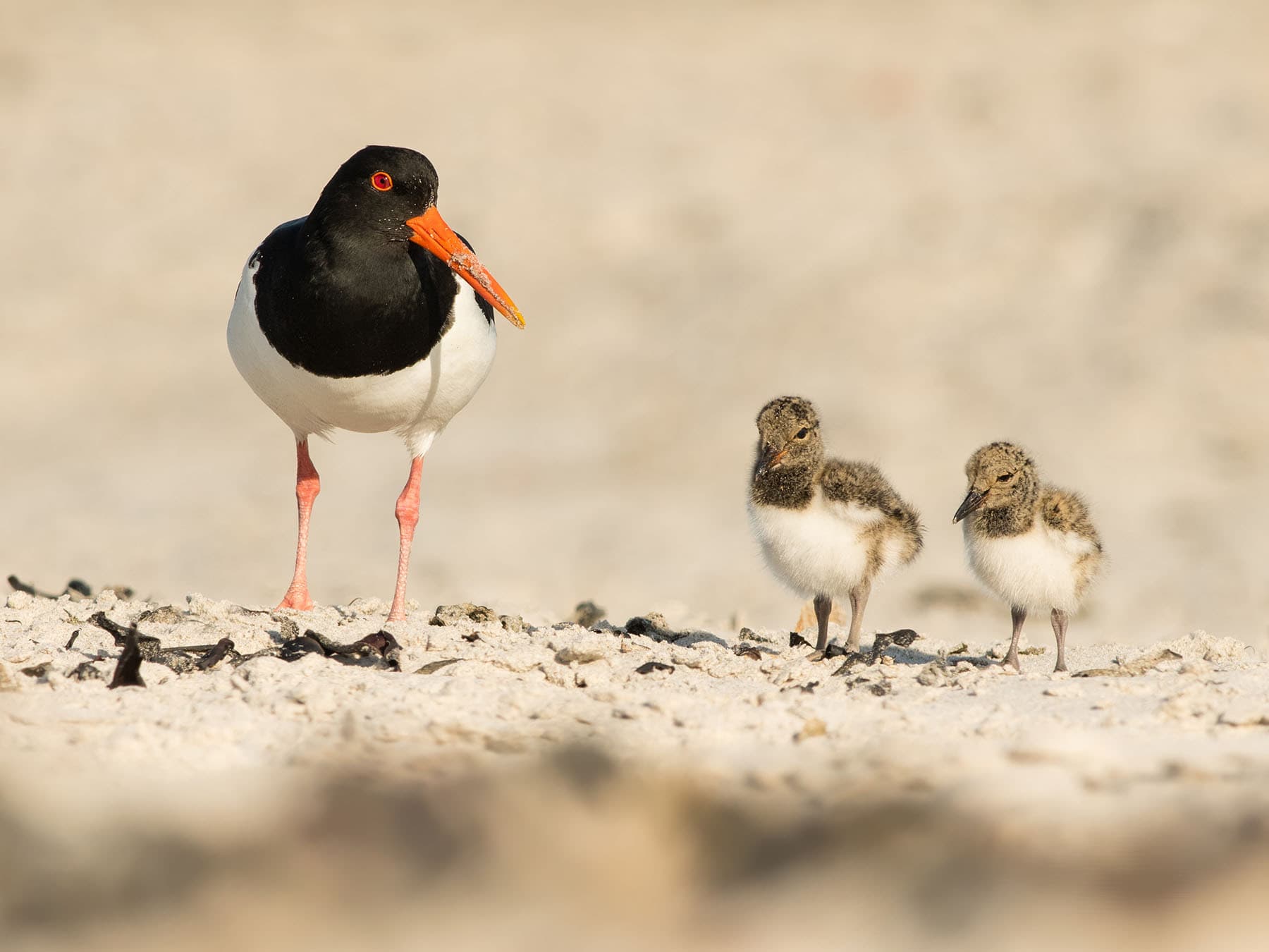 Adult Eurasian Oystercatcher with two young chicks
