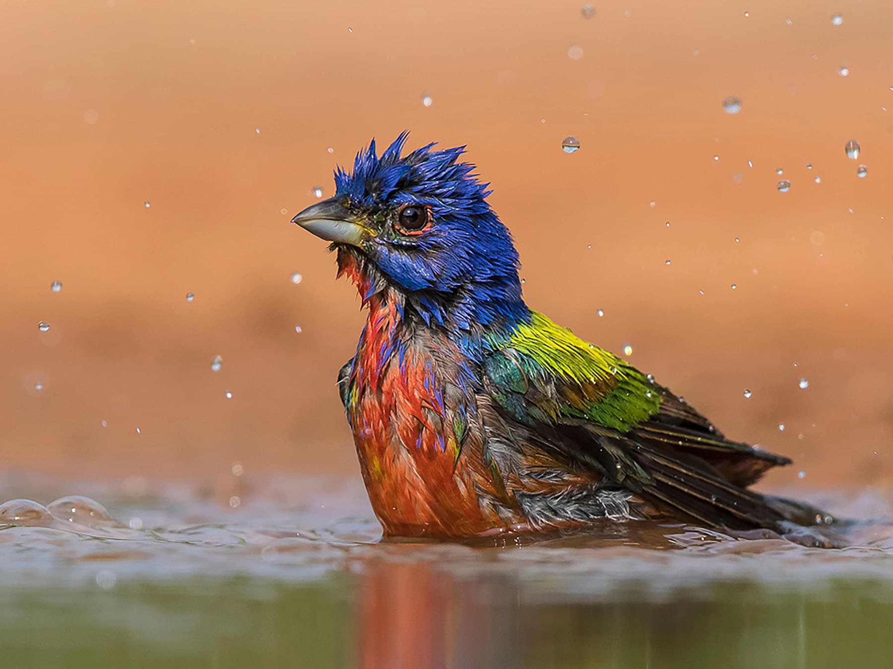 Painted Bunting bathing in a bird bath