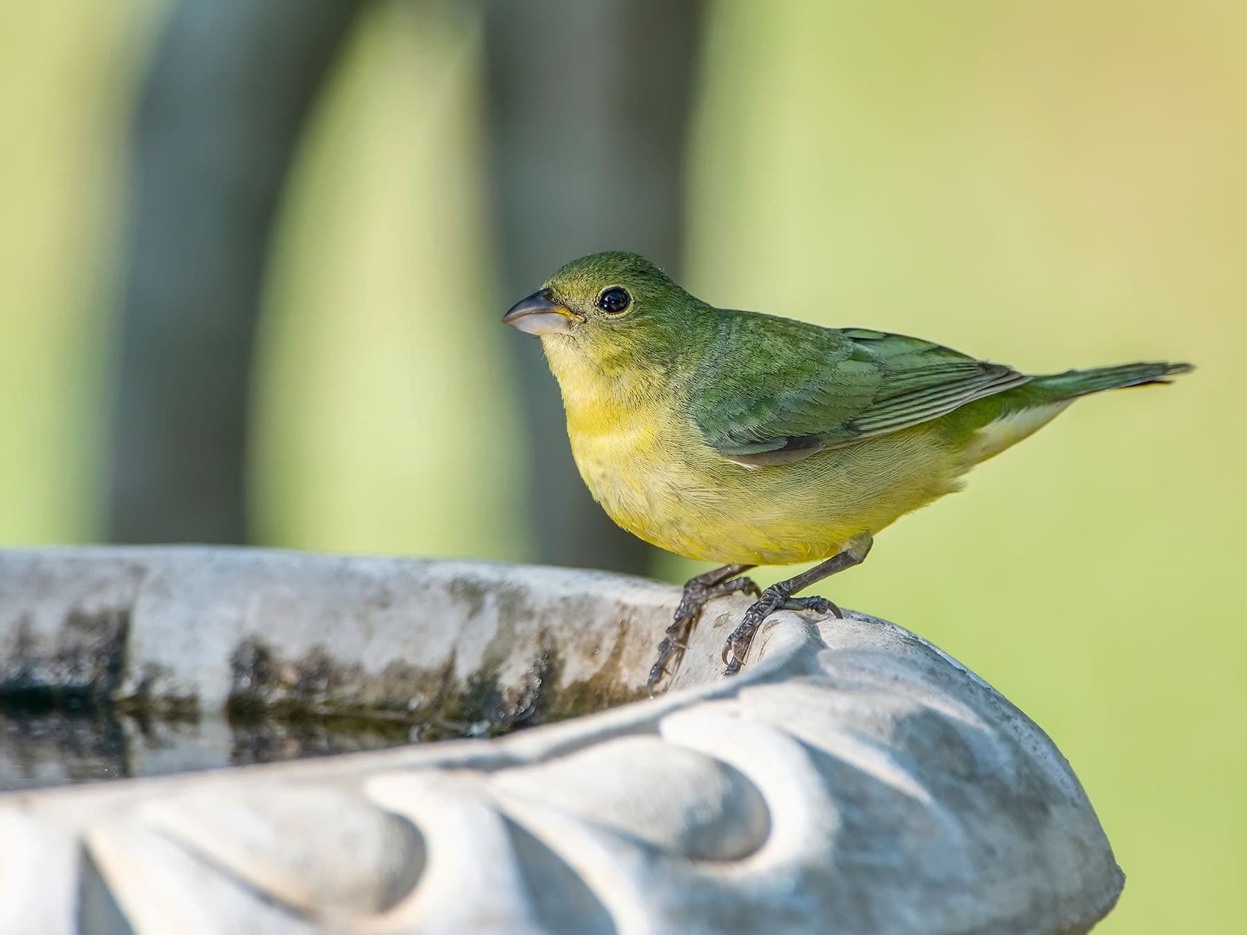 Painted bunting female