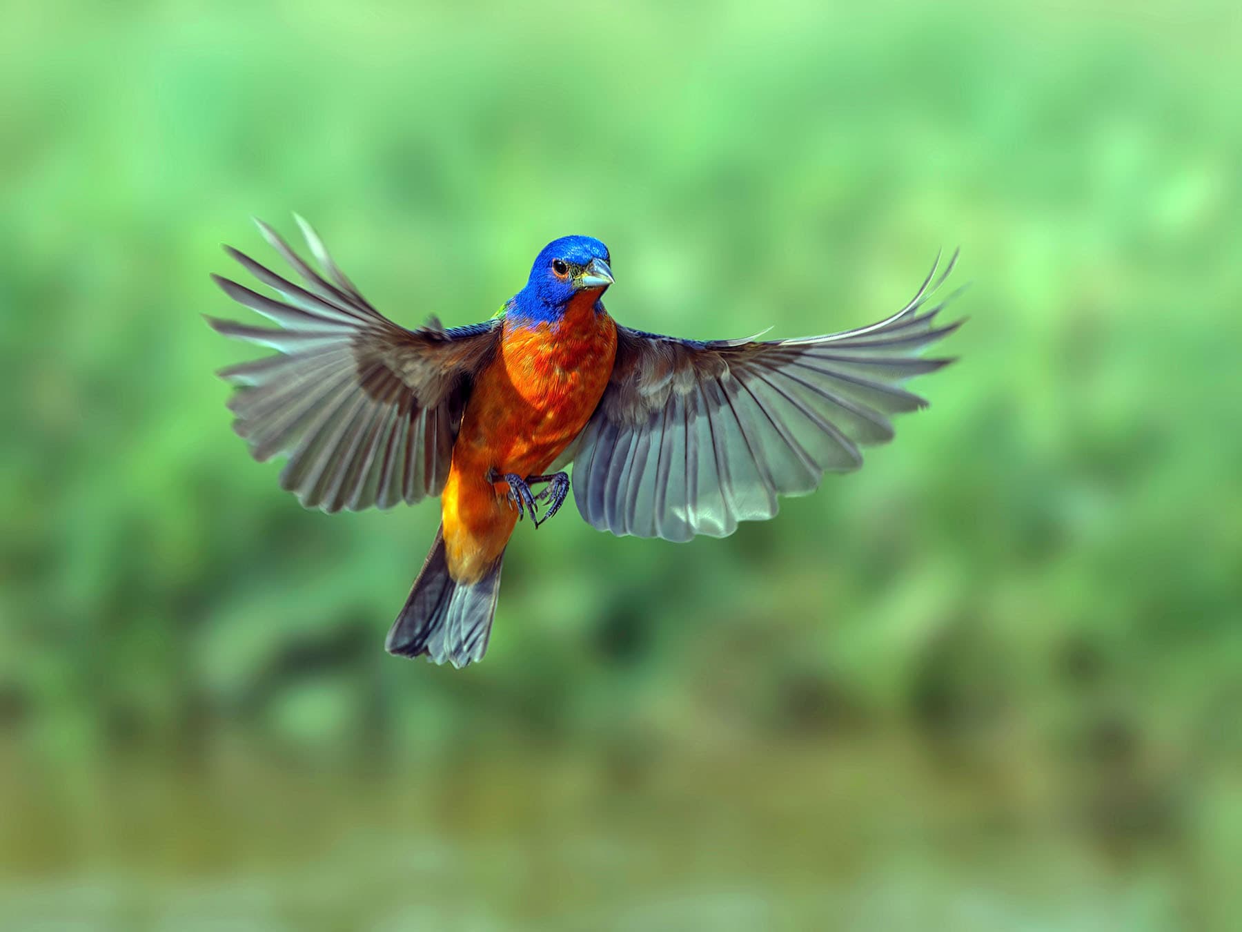 Painted Bunting in-flight