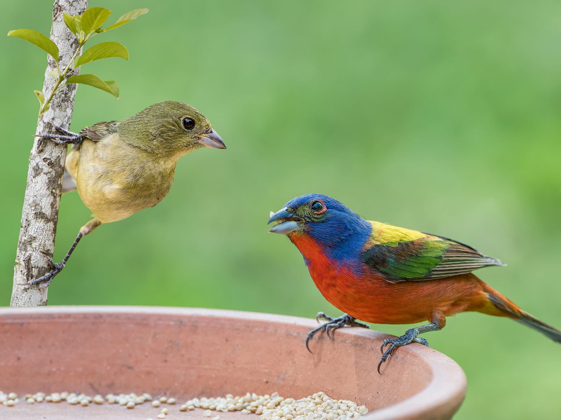 Painted bunting pair feeder