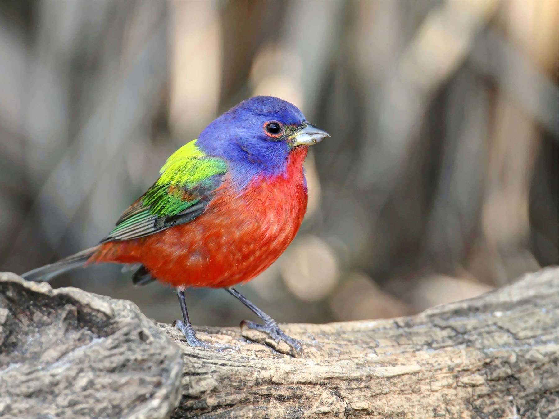 Painted bunting perching on log