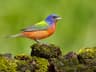Painted Bunting