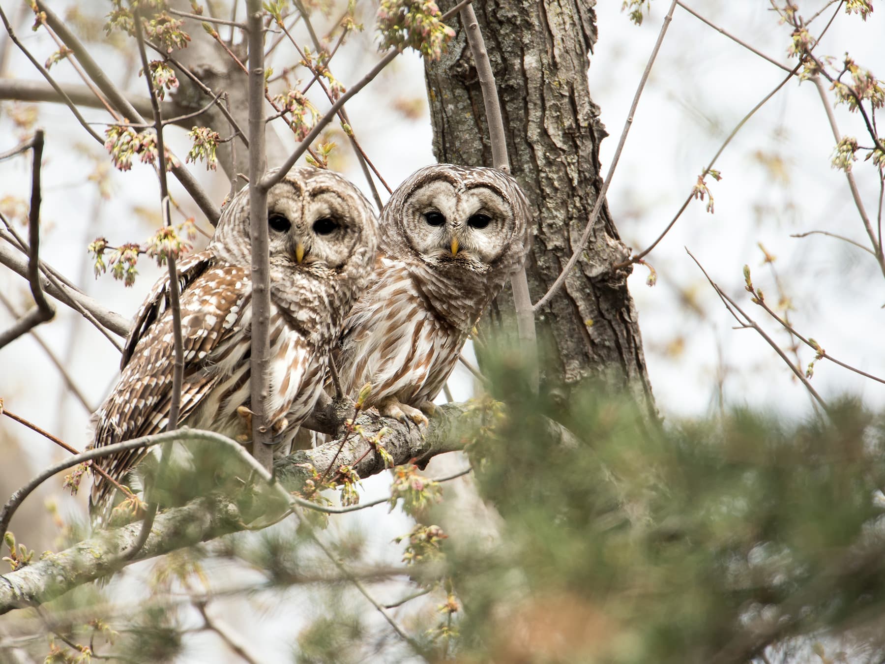 Pair of Barred Owls