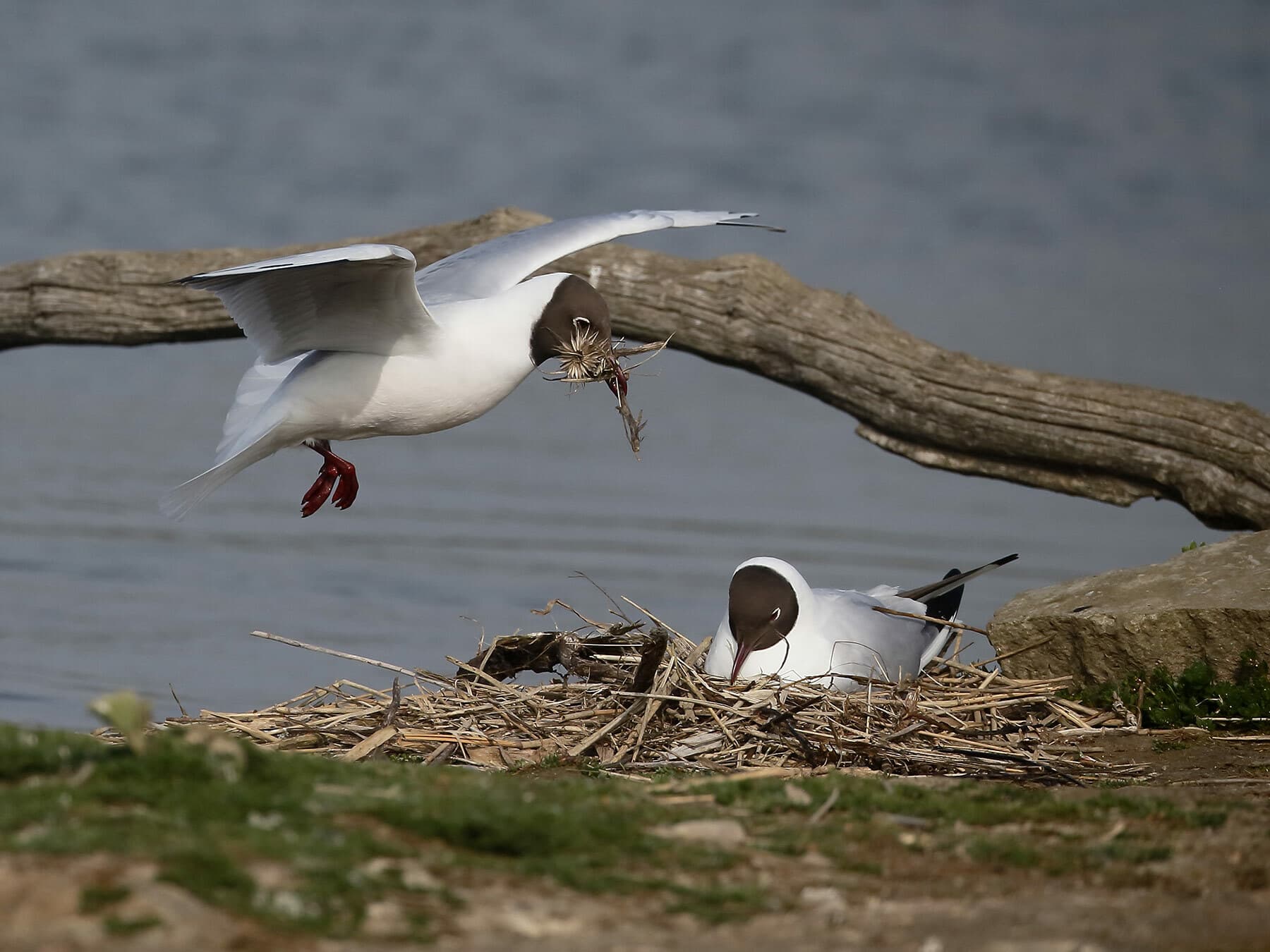 Black-headed Gull nest