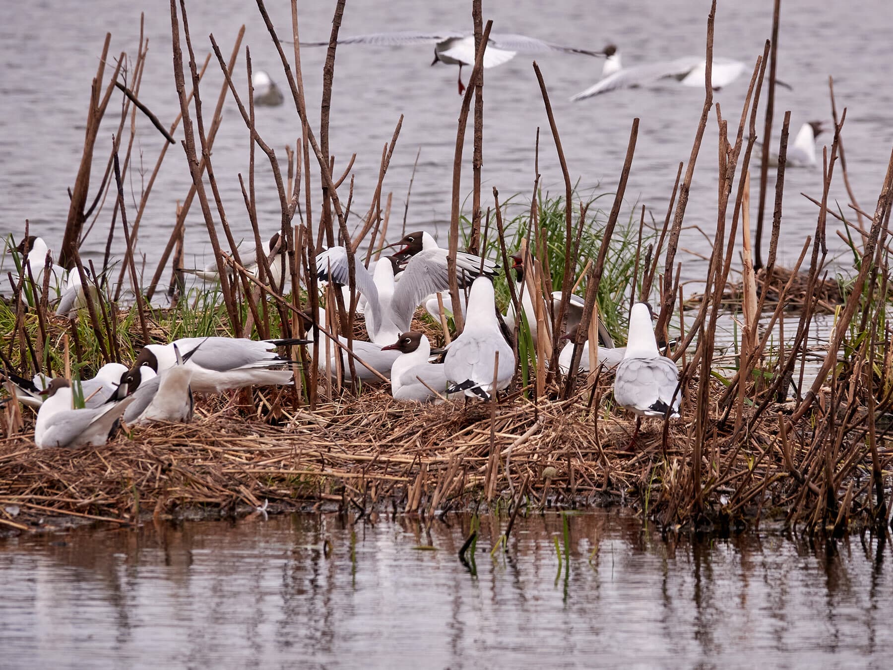 Black-headed Gull nest site